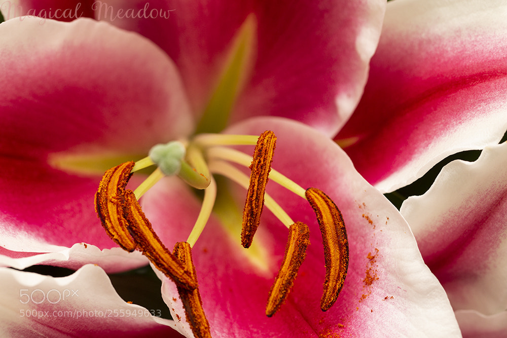 Canon EOS 700D (EOS Rebel T5i / EOS Kiss X7i) sample photo. Pink lily photography