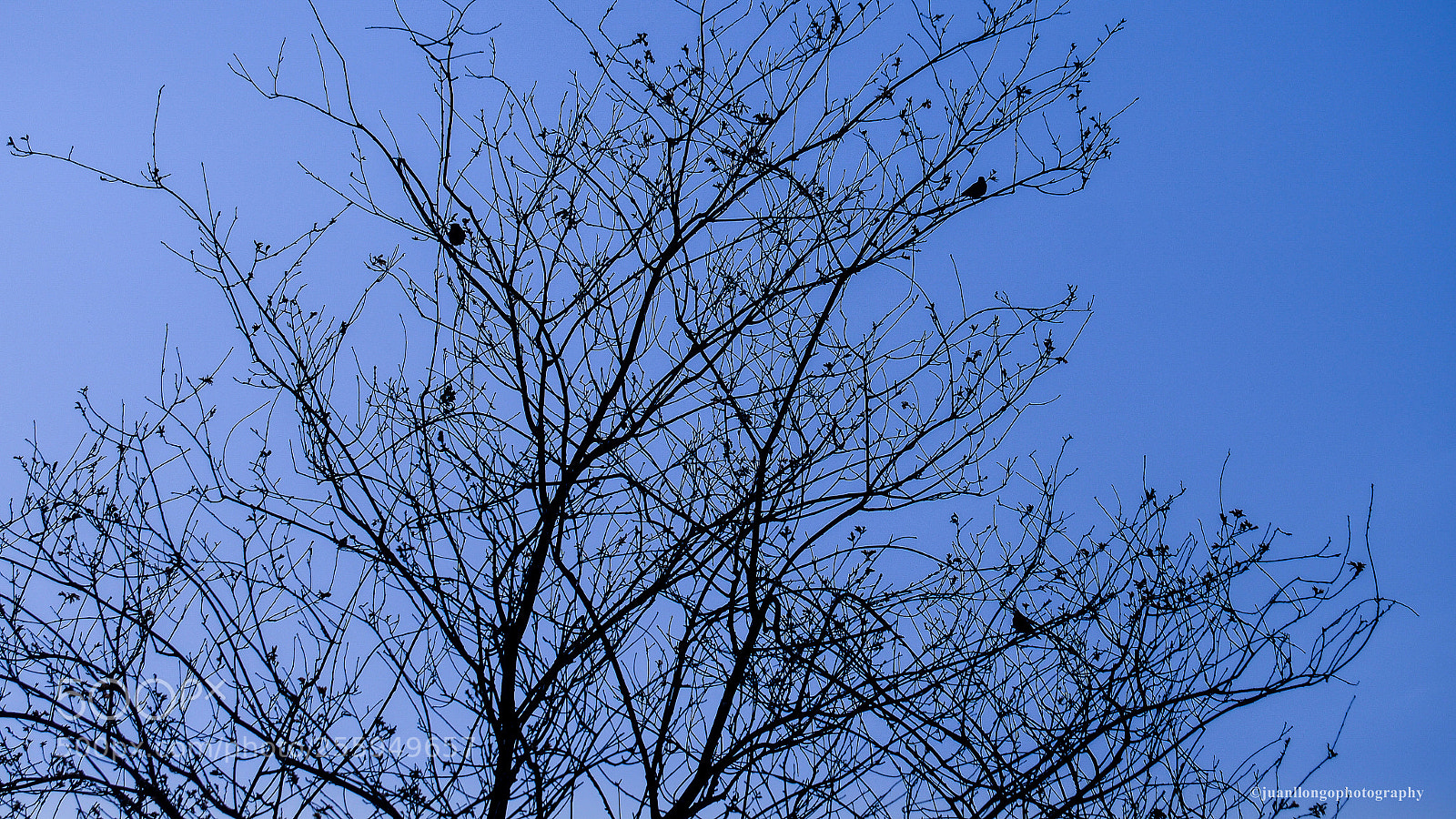 Olympus OM-D E-M10 II sample photo. 3 pajaros - 3 birds photography