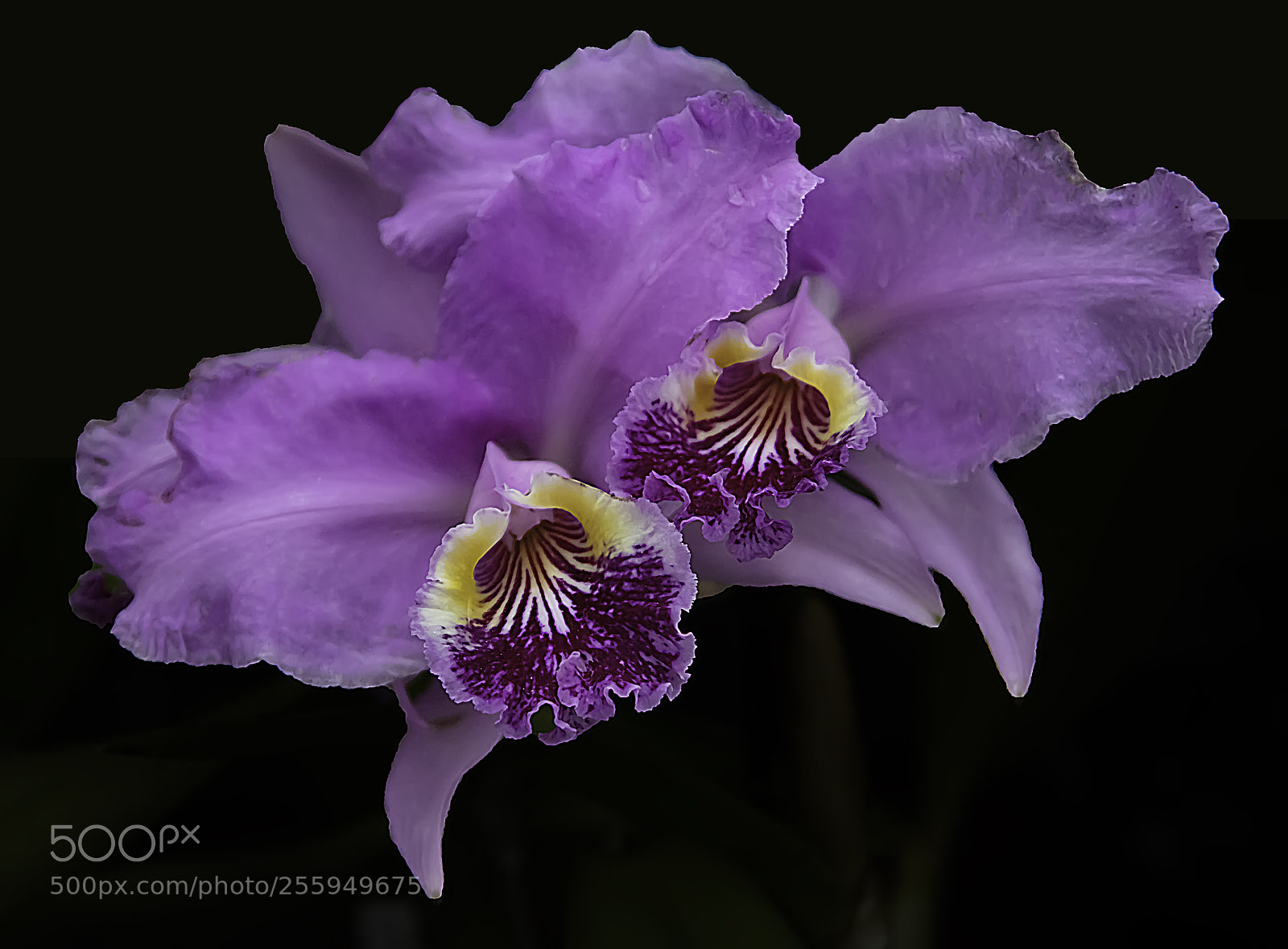 Canon EOS 5DS sample photo. Violet sisters photography