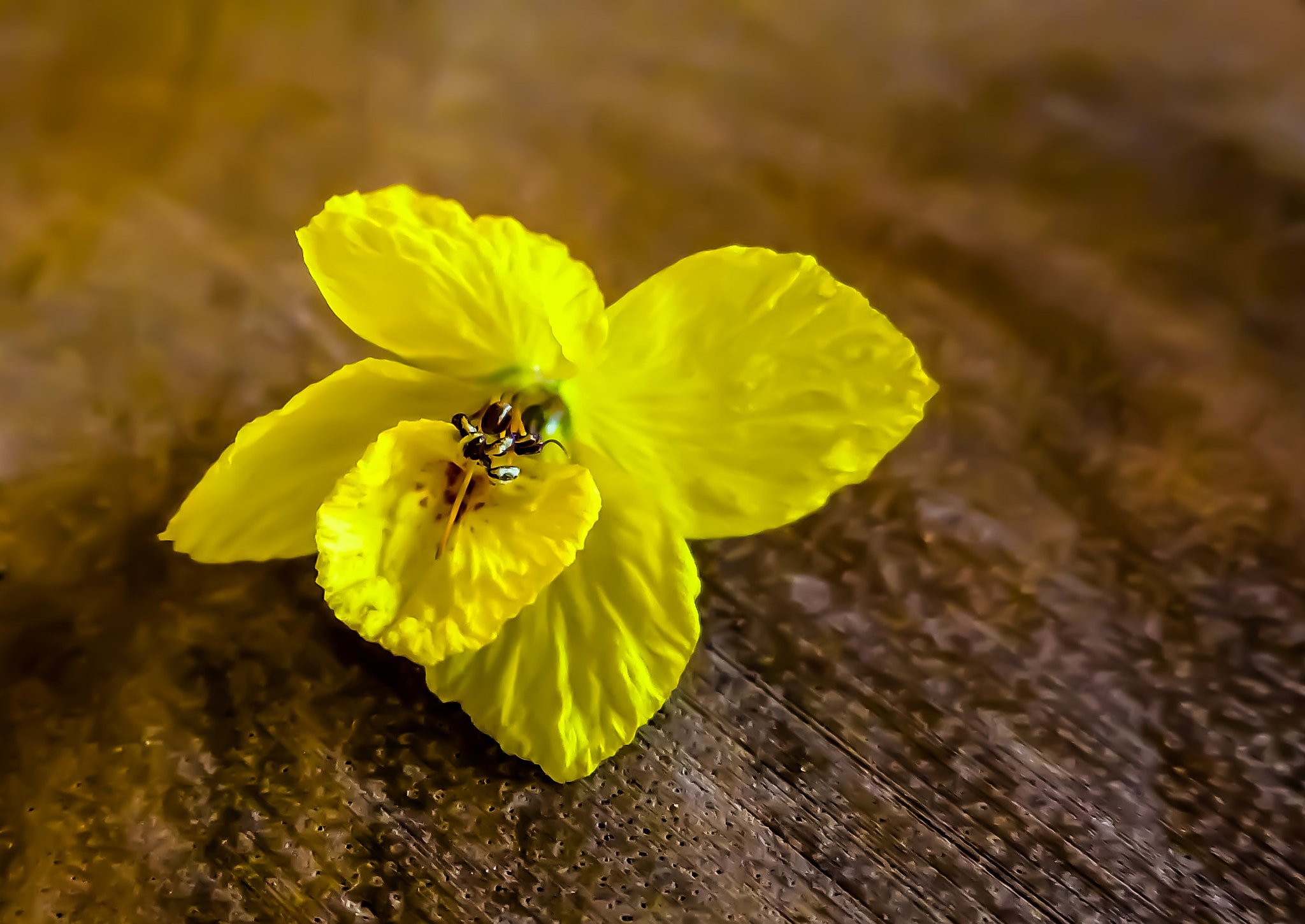Panasonic Lumix DMC-ZS100 (Lumix DMC-TZ100) sample photo. Single yellow flower photography