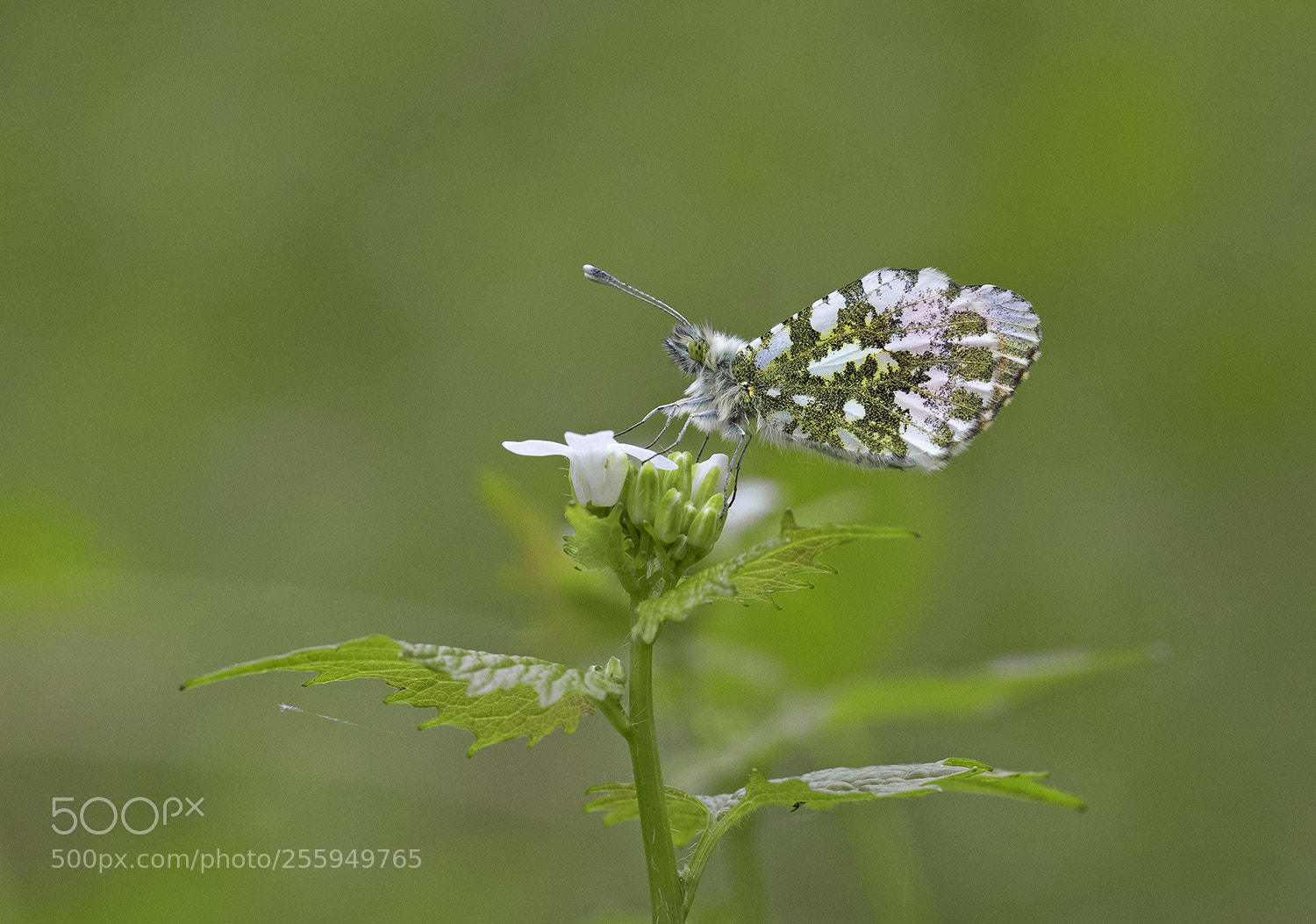 Canon EOS 5D Mark IV sample photo. Aurorafalter (anthocharis cardamines) photography