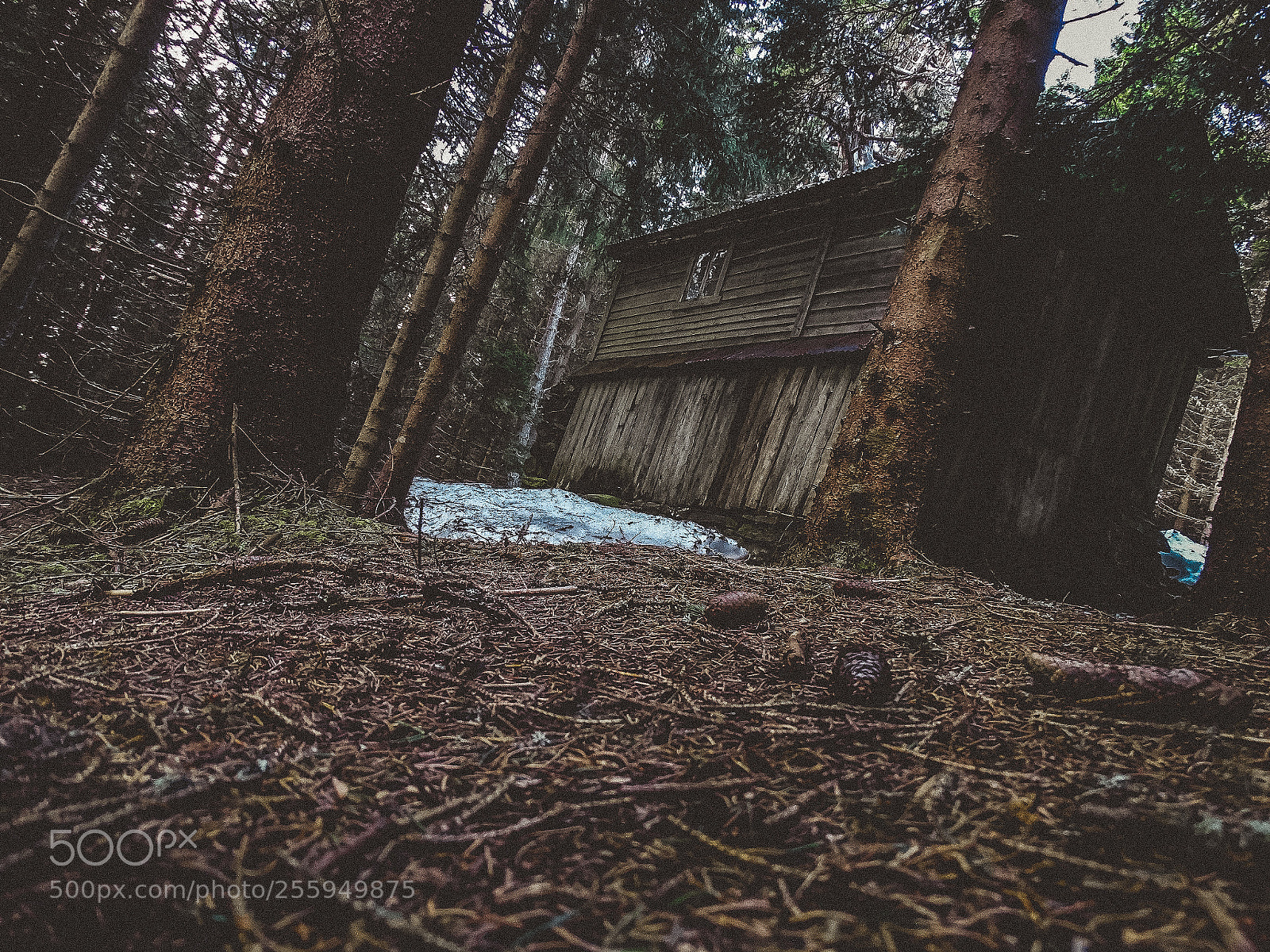 Sony Cyber-shot DSC-HX300 sample photo. Norway forest photography