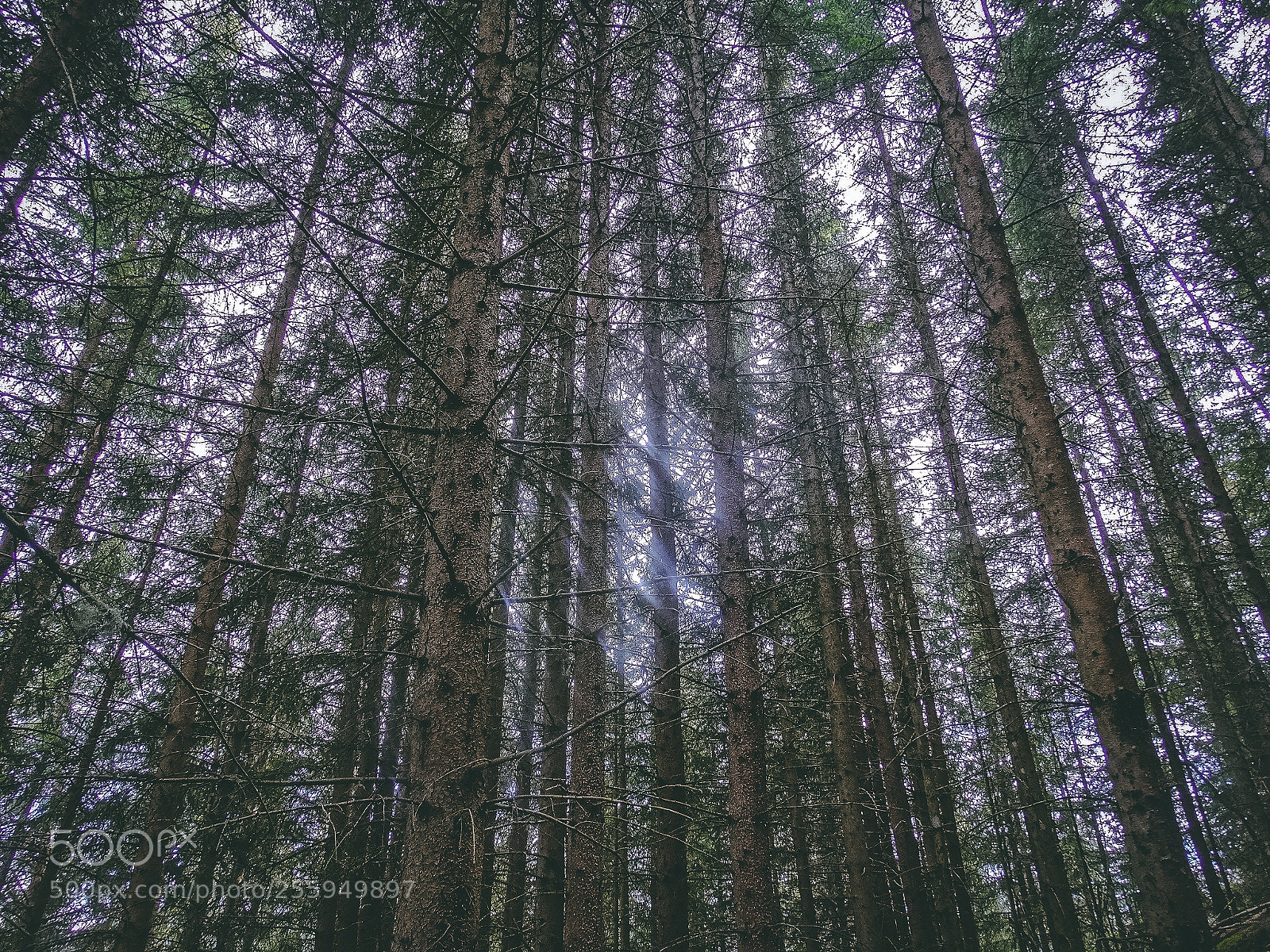 Sony Cyber-shot DSC-HX300 sample photo. Norway forest photography