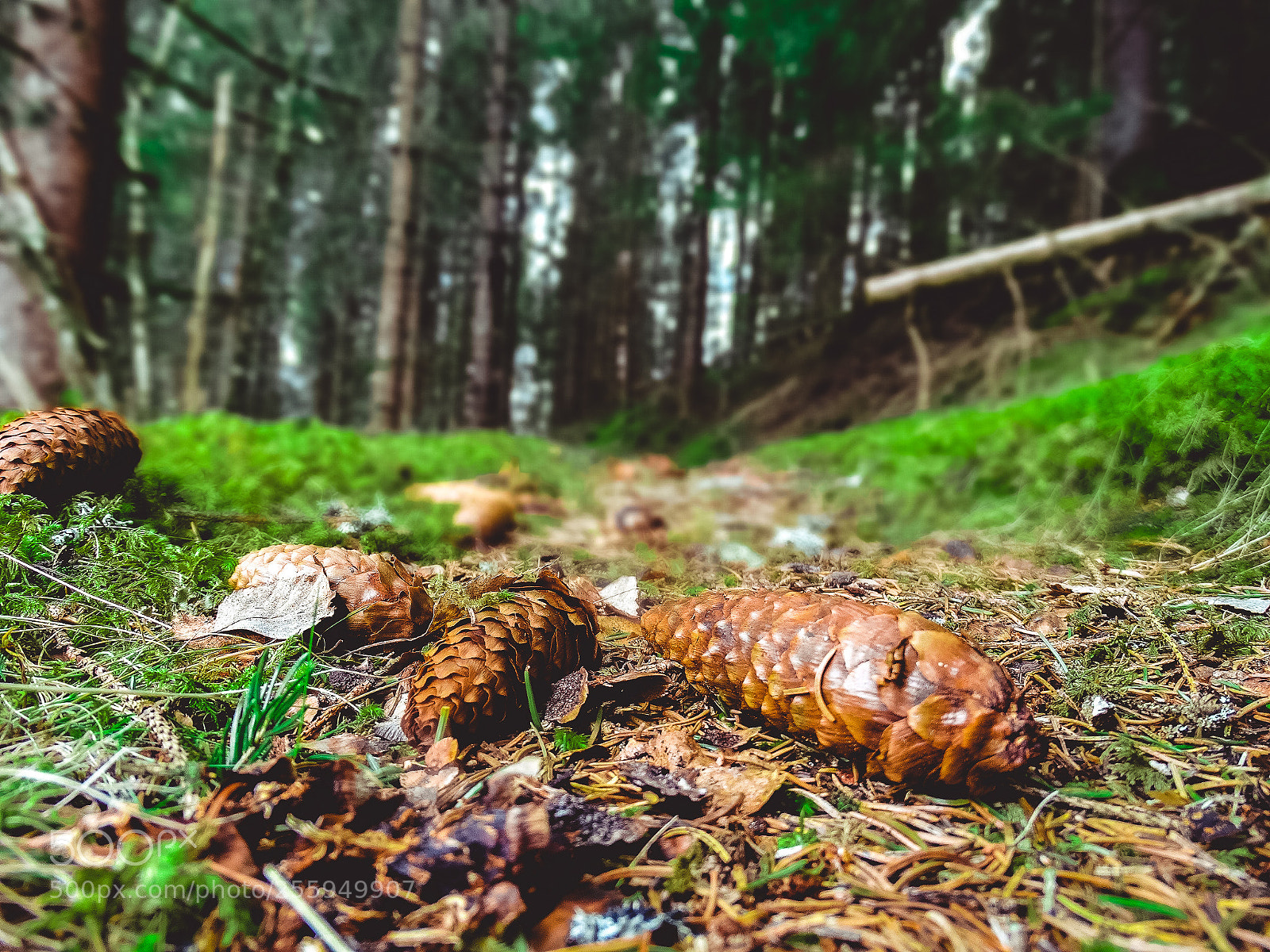 Sony Cyber-shot DSC-HX300 sample photo. Norway forest photography