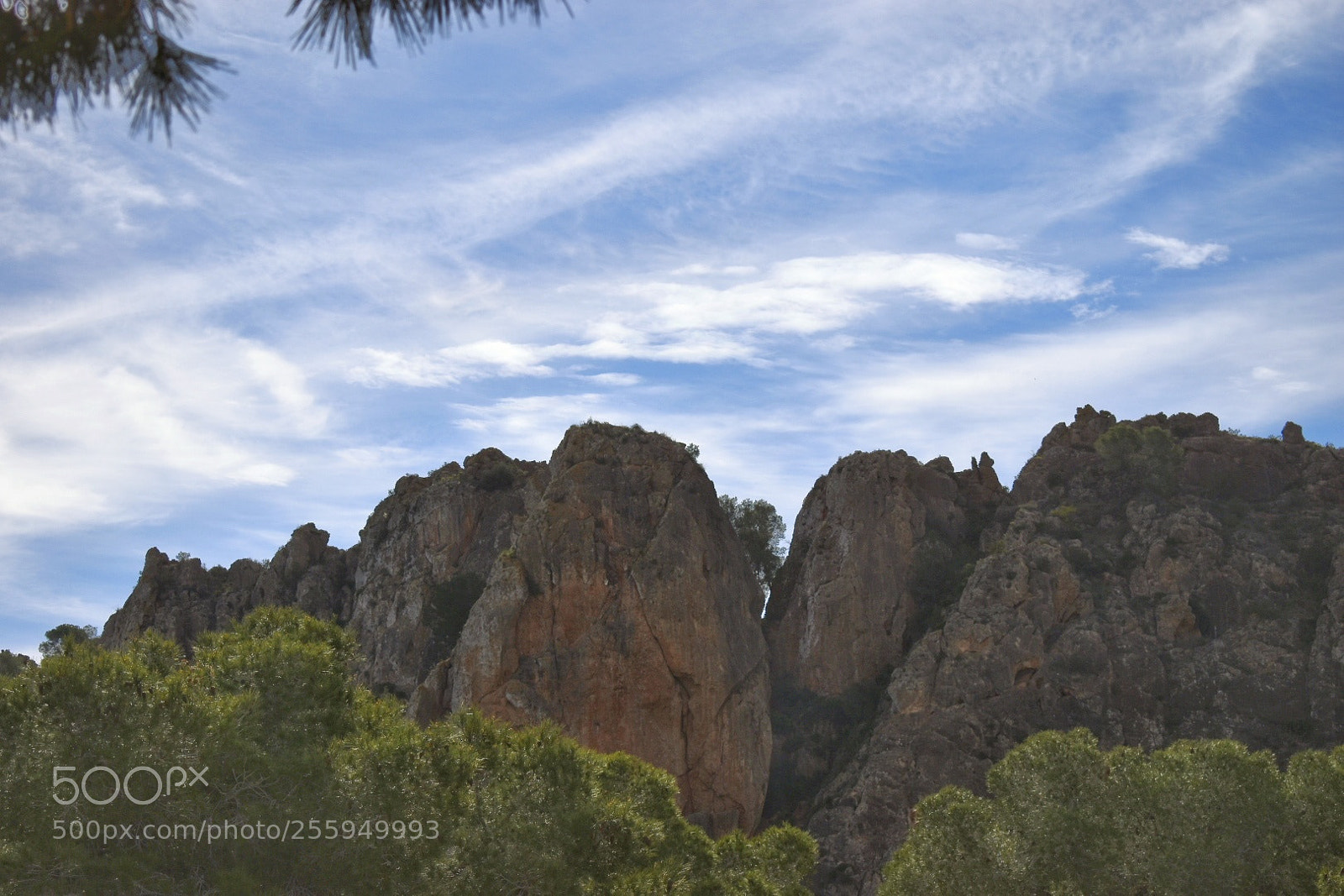 Nikon D5600 sample photo. Cresta del gallo... photography