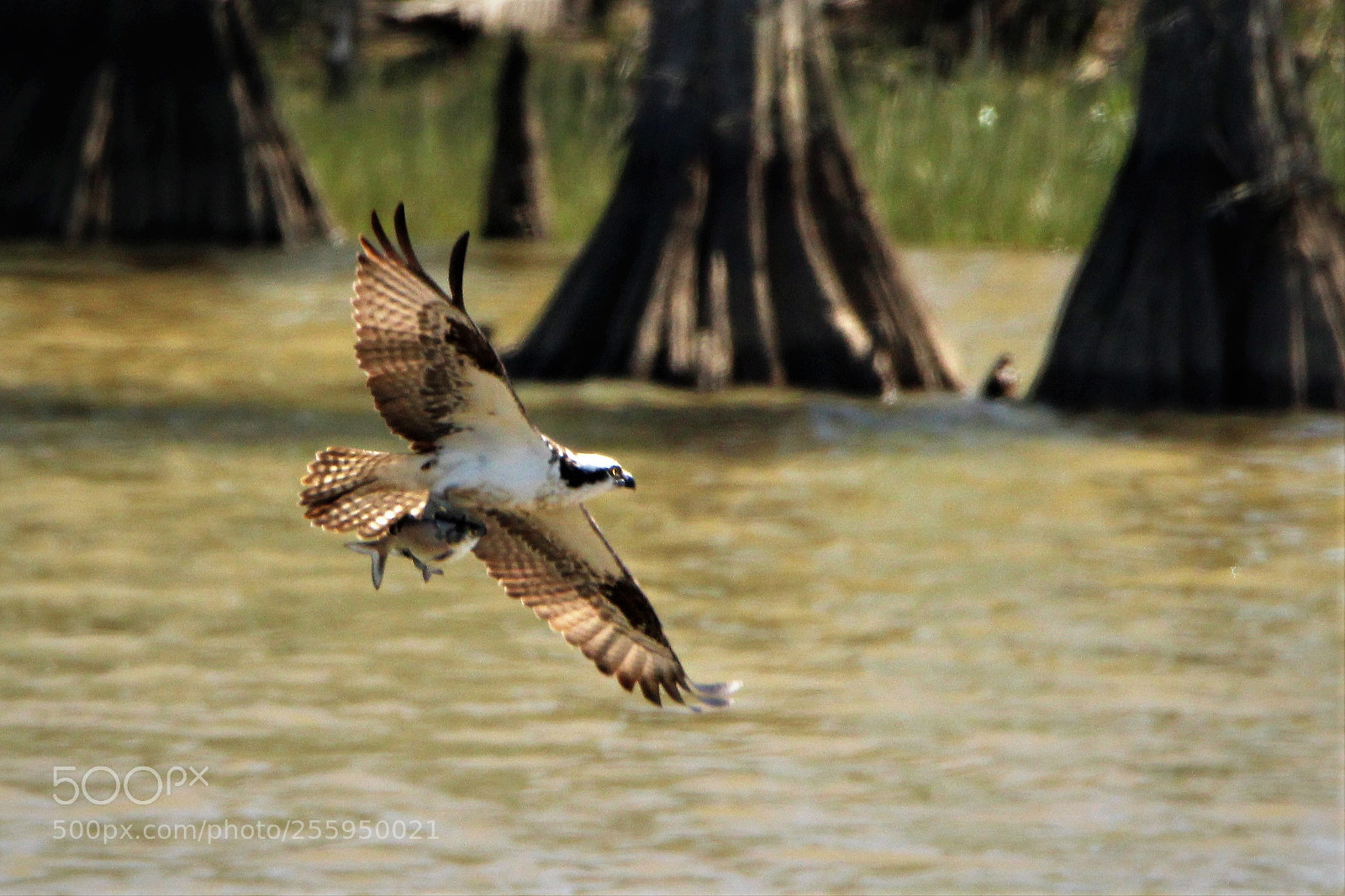 Canon EOS 1200D (EOS Rebel T5 / EOS Kiss X70 / EOS Hi) sample photo. Fishing osprey photography