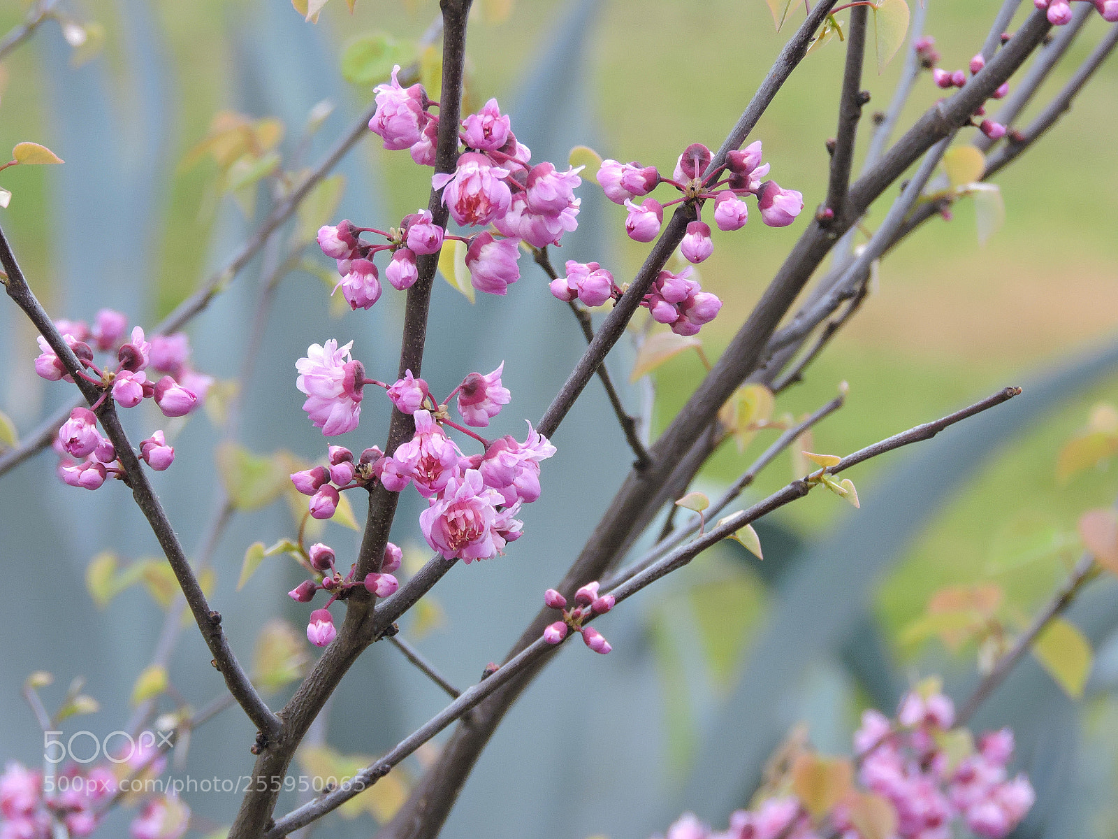 Nikon Coolpix P530 sample photo. Redbud tree in bloom photography