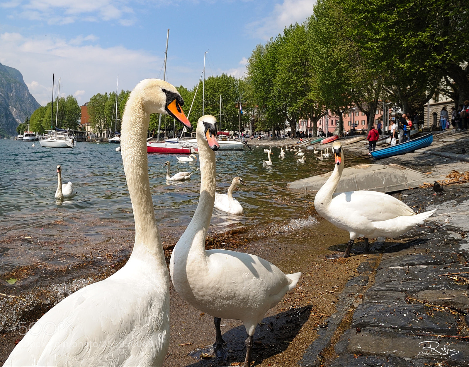 Nikon D3 sample photo. Swan photography