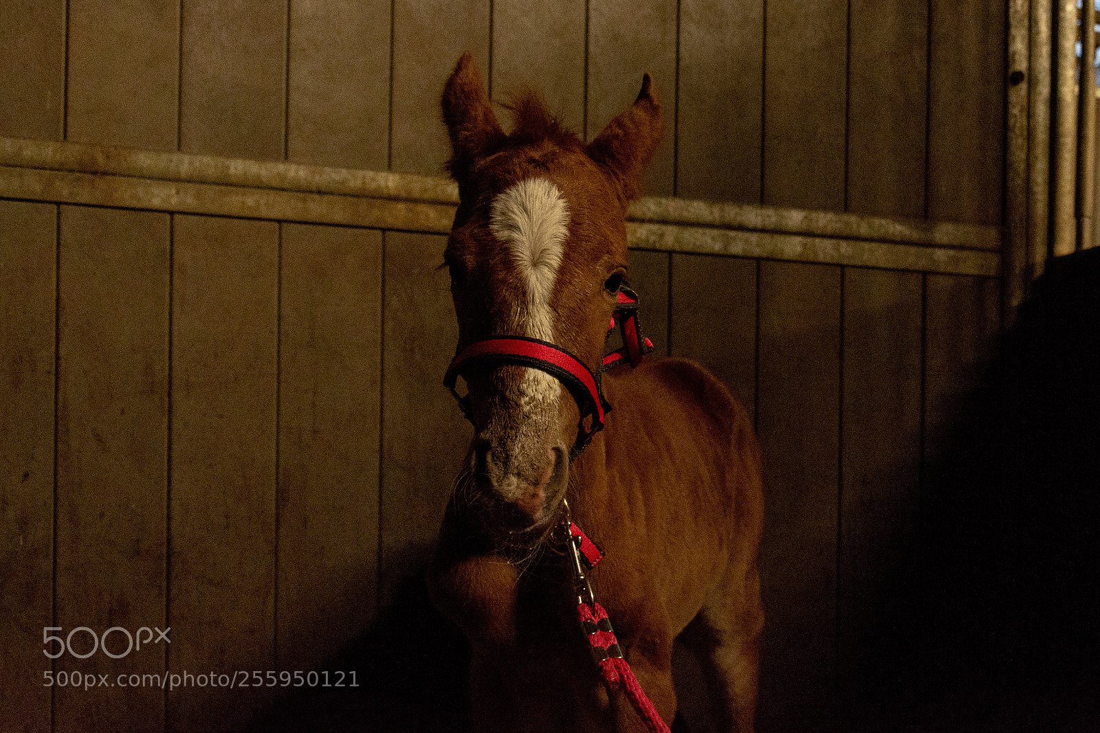 Nikon D7200 sample photo. The cuttest filly photography