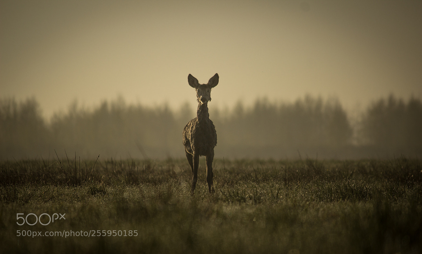 Canon EOS 600D (Rebel EOS T3i / EOS Kiss X5) sample photo. Roe deer in sunrise photography