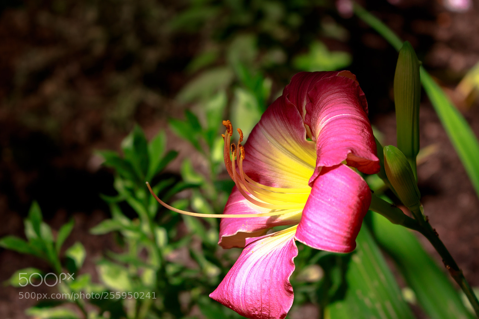 Canon EOS 100D (EOS Rebel SL1 / EOS Kiss X7) sample photo. Daylily at my backyard photography