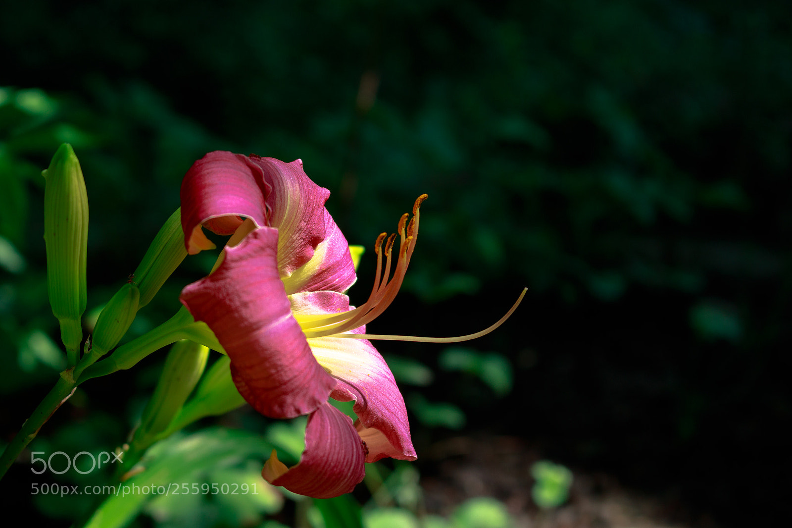 Canon EOS 100D (EOS Rebel SL1 / EOS Kiss X7) sample photo. Daylily at my backyard photography