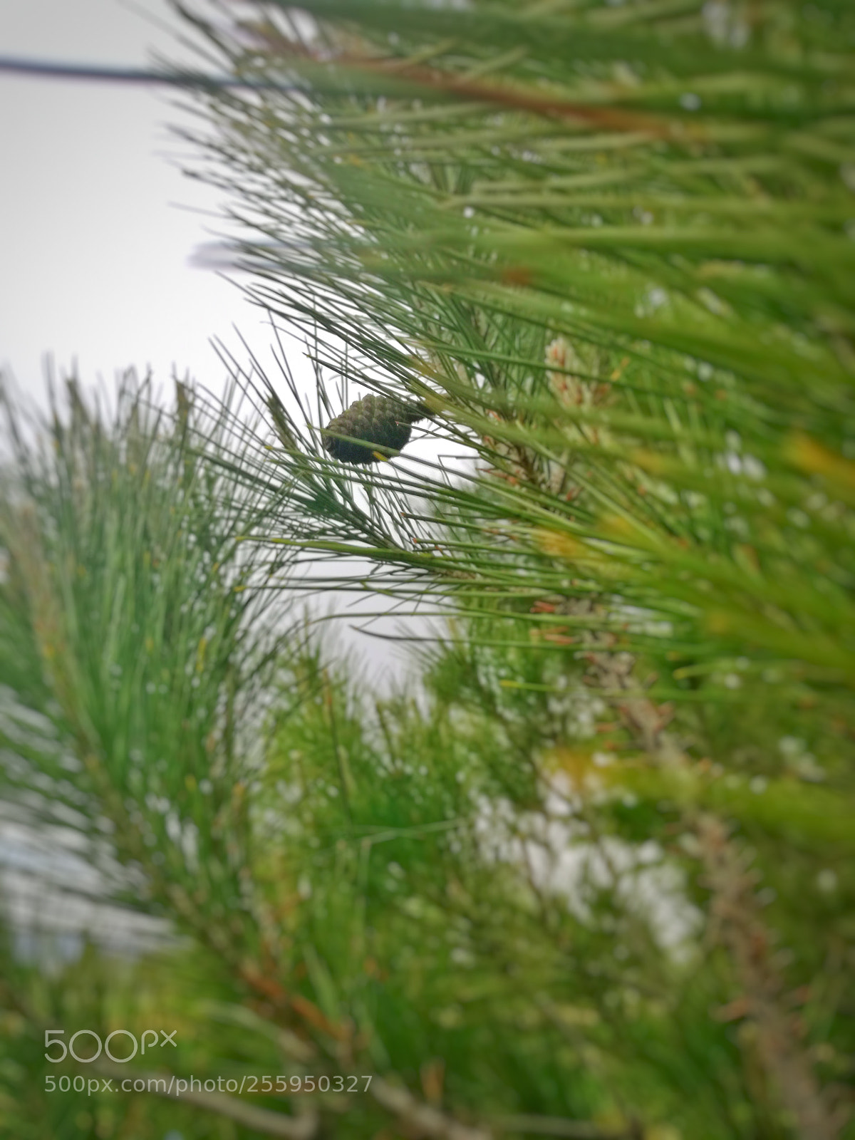 HUAWEI P9 LITE sample photo. Tree photography