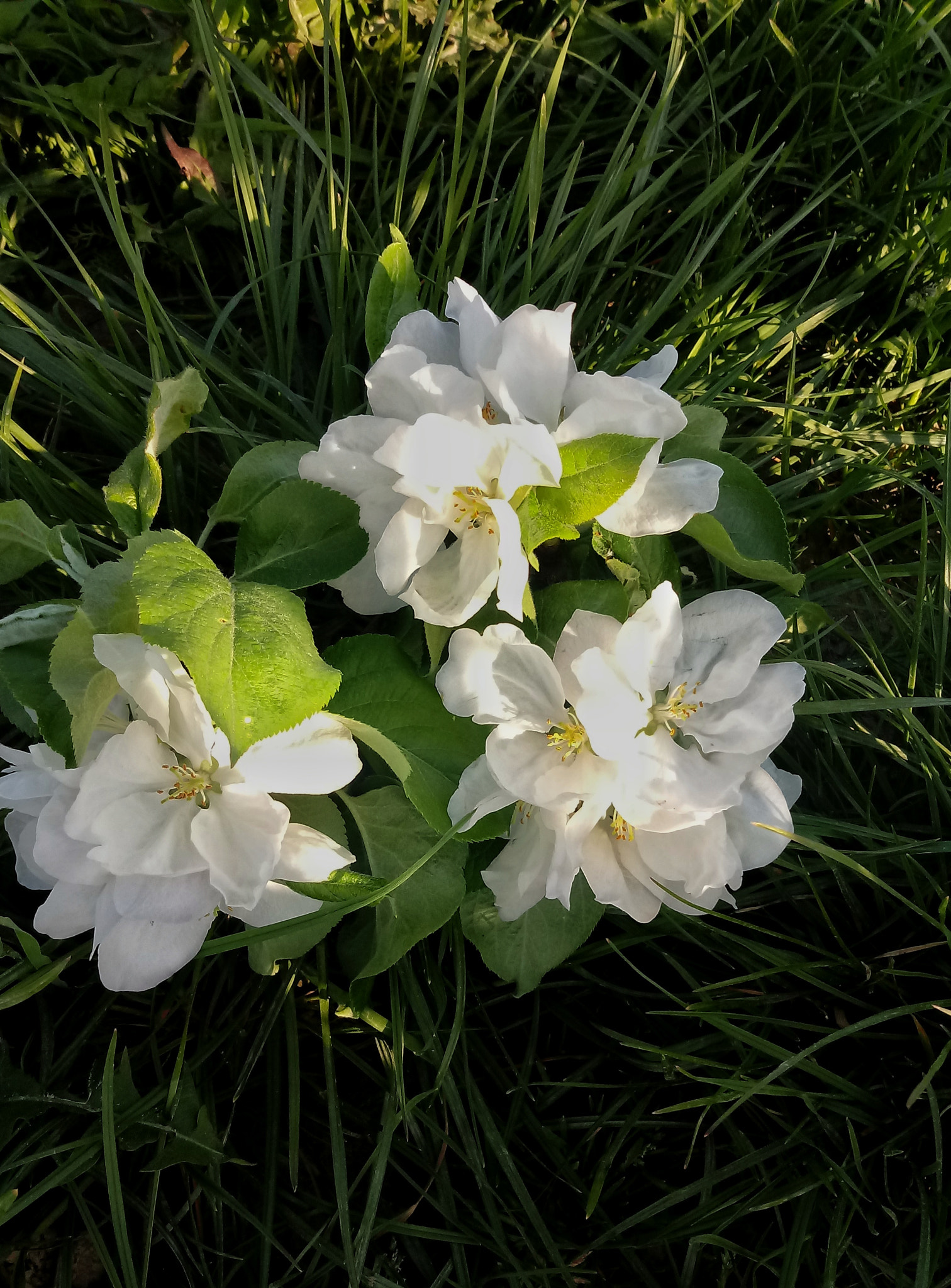 LG K10 (2017) sample photo