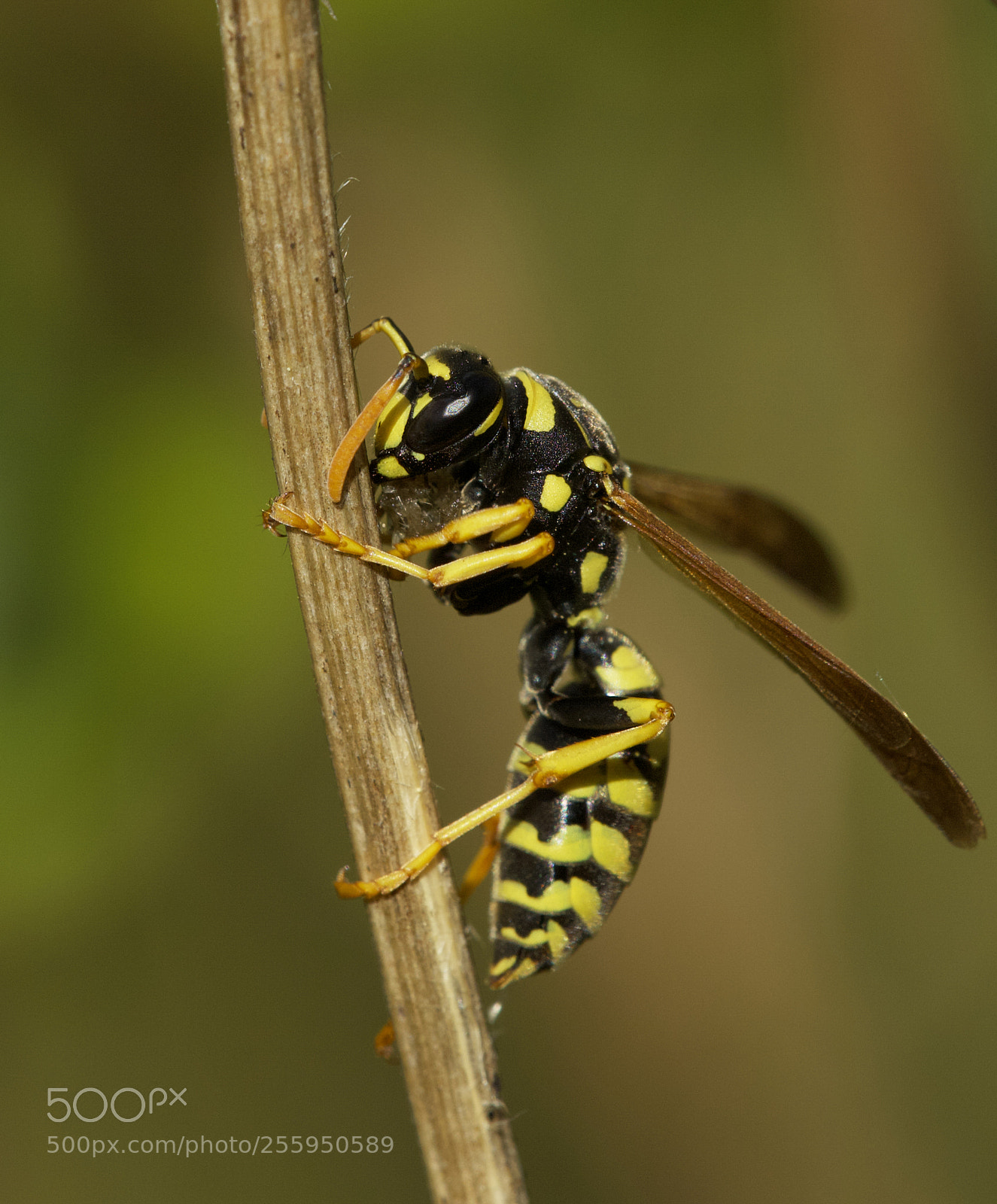 Canon EOS 6D Mark II sample photo. Wasp photography