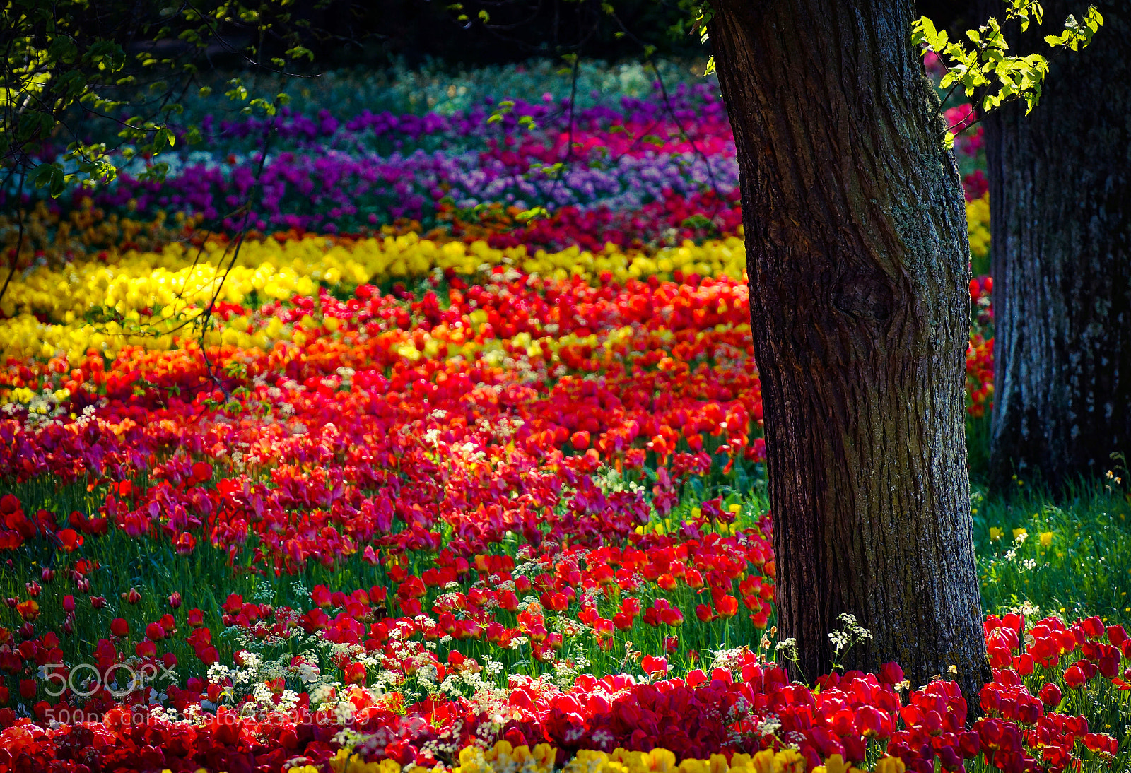 Sony SLT-A77 sample photo. Blooming world photography
