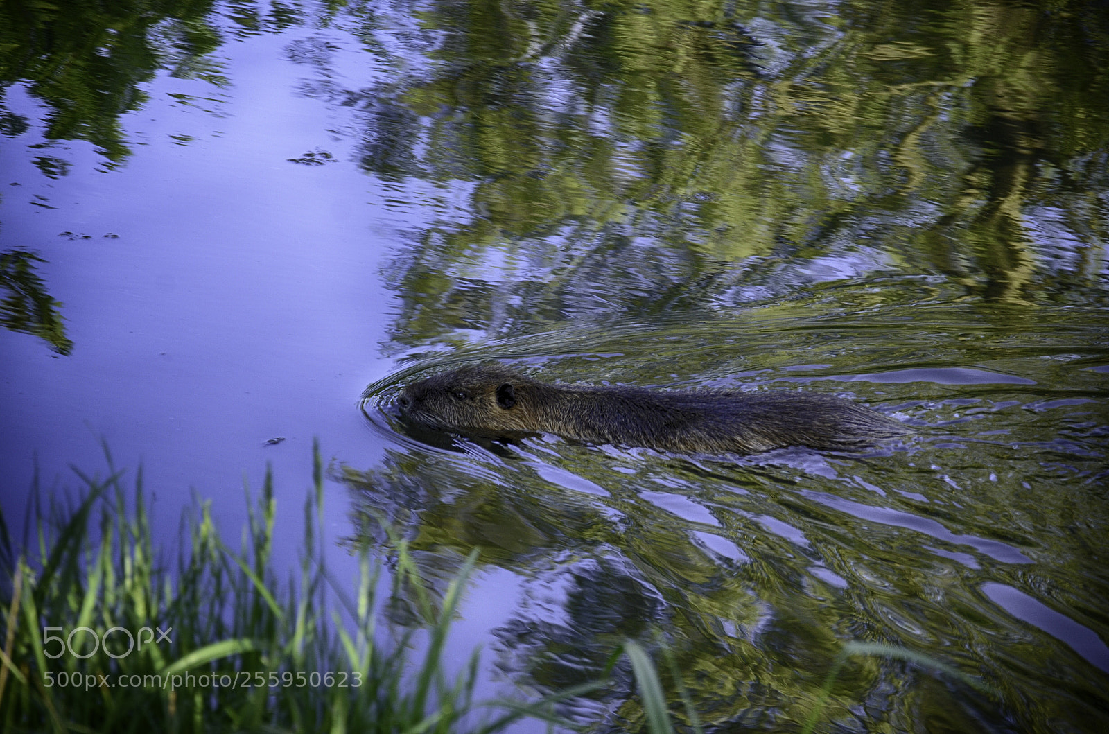 Nikon D7000 sample photo. Impressionism and beaver photography
