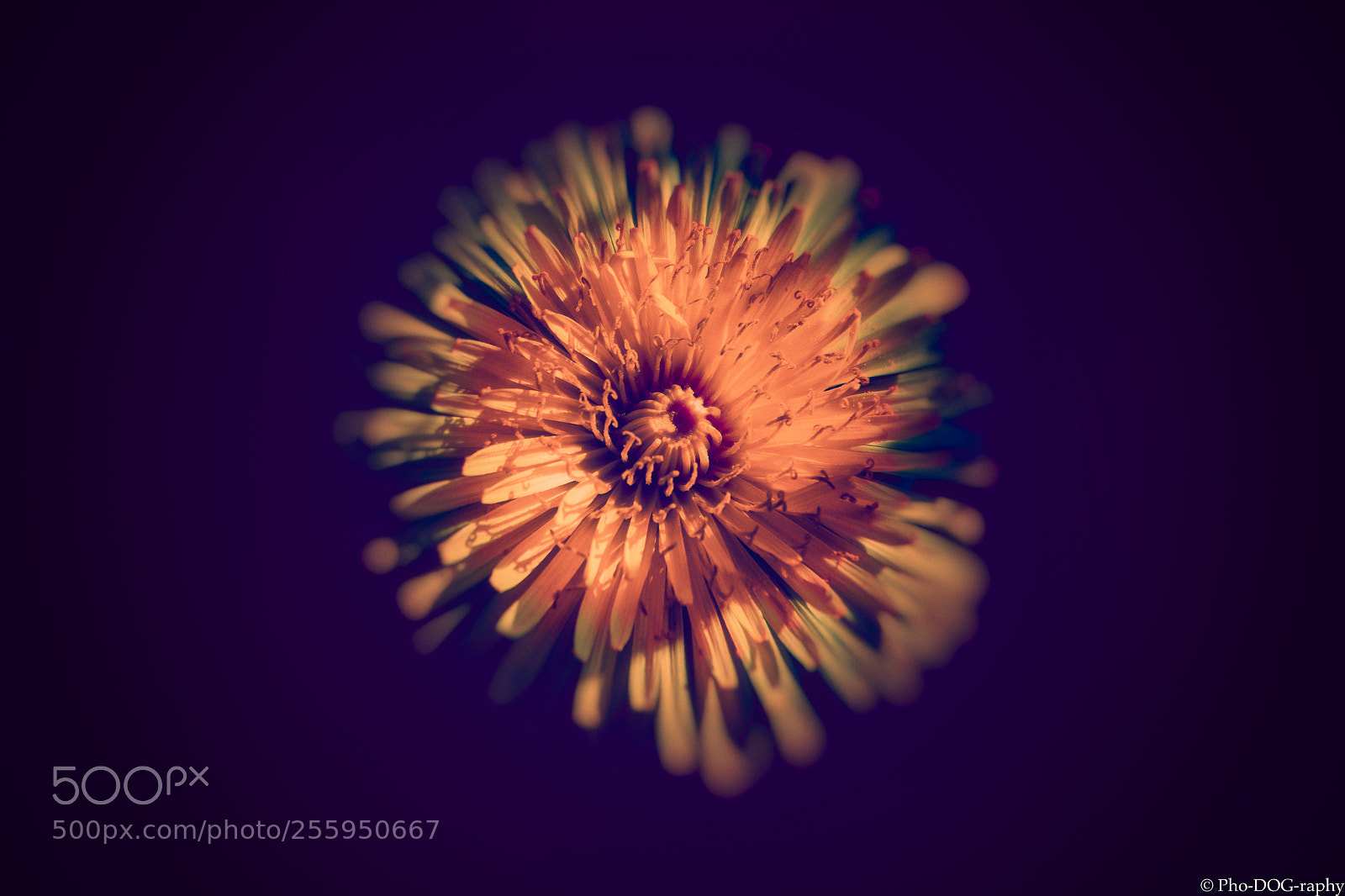 Canon EOS 80D sample photo. Dandelion photography