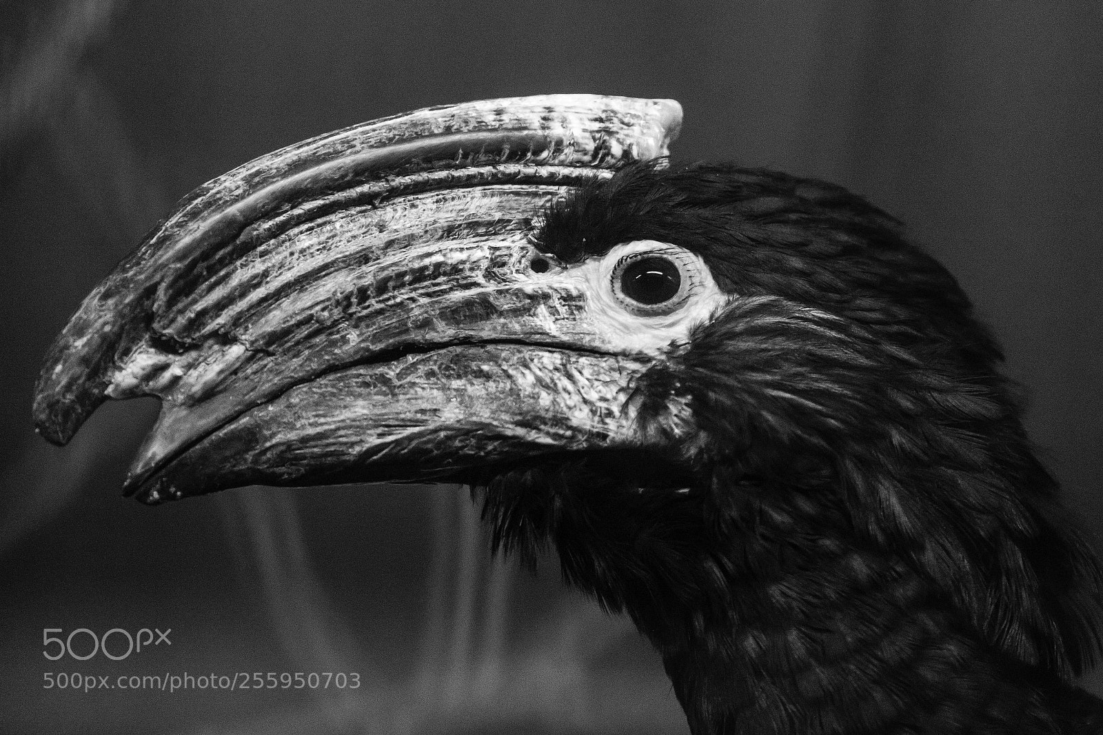 Canon EOS 7D Mark II sample photo. Bird portrait photography
