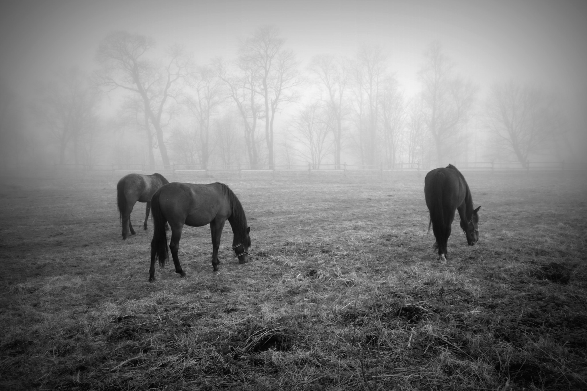 Canon EOS 800D (EOS Rebel T7i / EOS Kiss X9i) + Tamron SP AF 17-50mm F2.8 XR Di II LD Aspherical (IF) sample photo. Horse landscape in fog photography