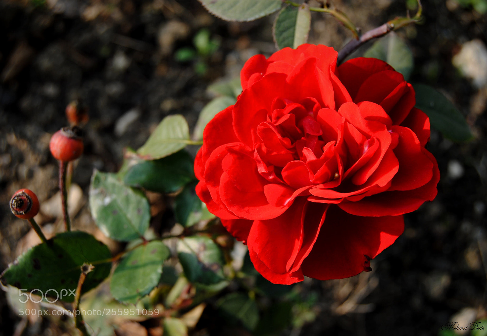 Nikon D3000 sample photo. Good night photography
