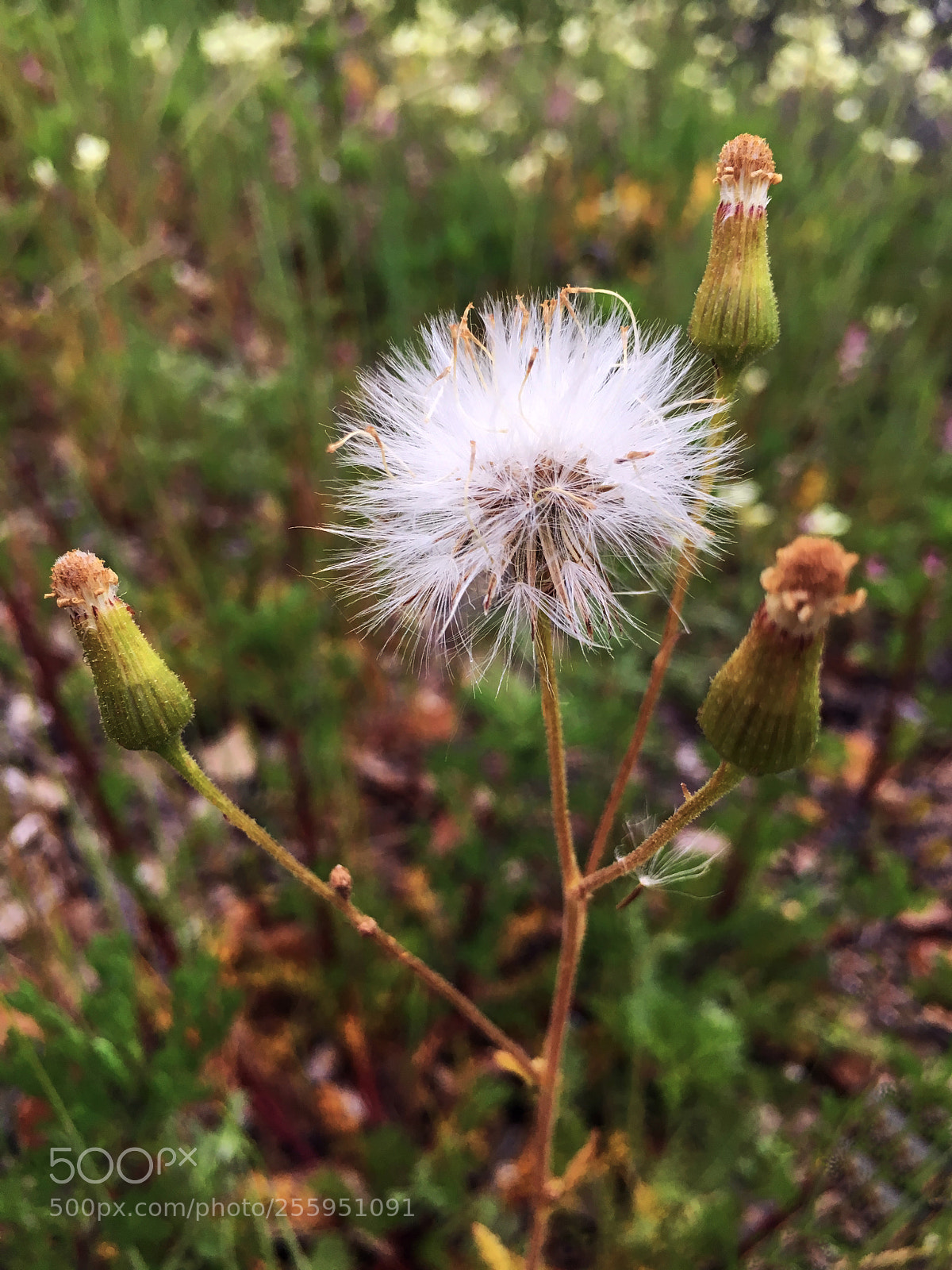 Apple iPhone 6s Plus sample photo. Soplillo. taraxacum officinale photography