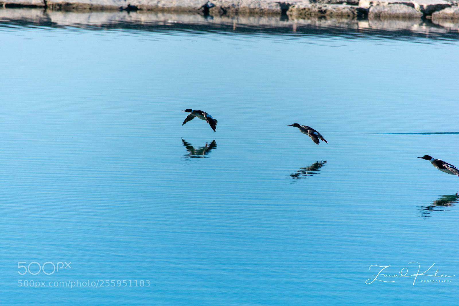 Nikon D3400 sample photo. Mergansers  photography