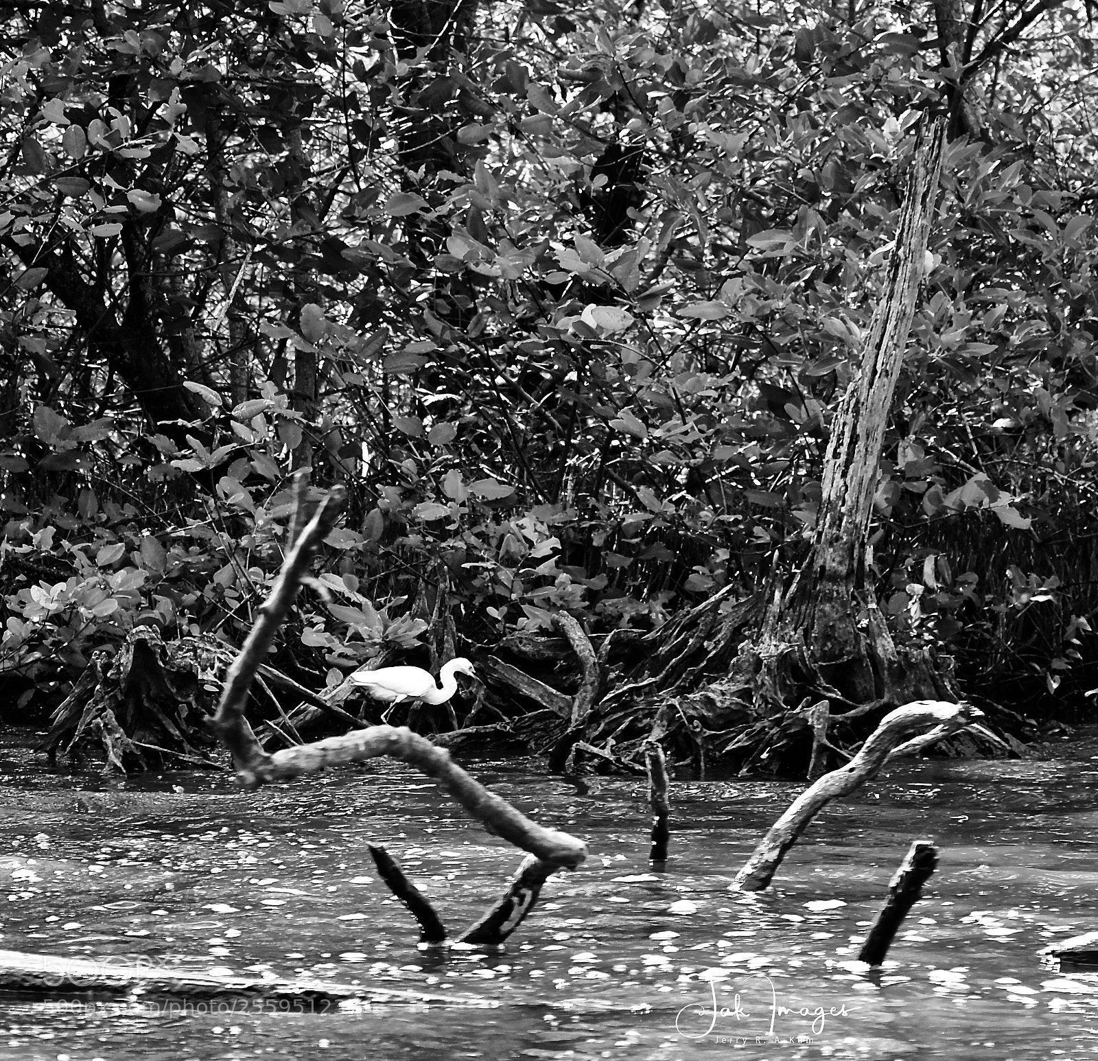 Nikon D7000 sample photo. Patience photography