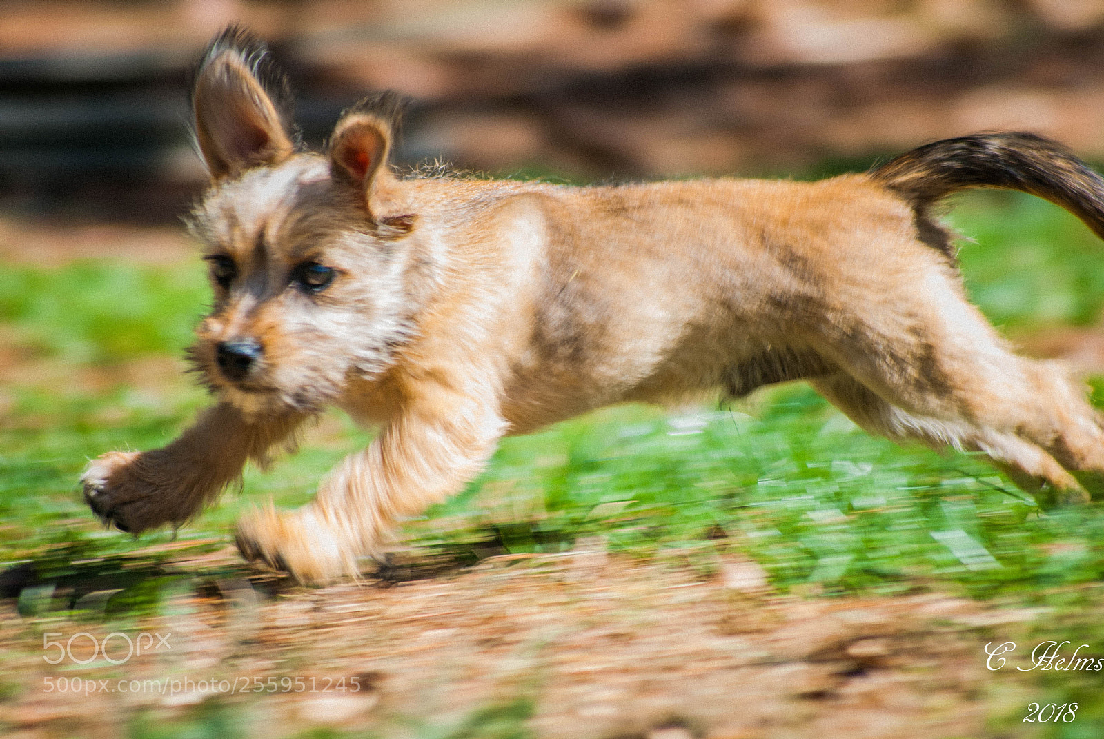 Nikon D200 sample photo. Champ in full stride photography