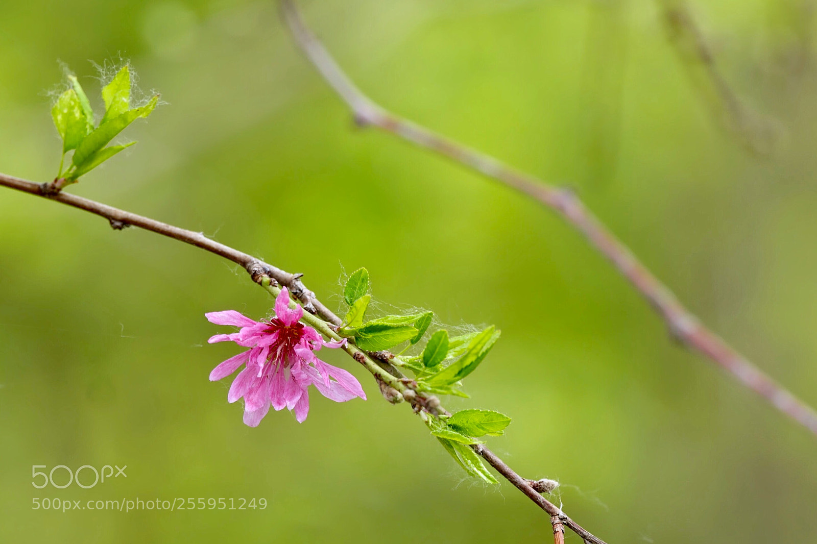 Leica SL (Typ 601) sample photo. Untitled photography