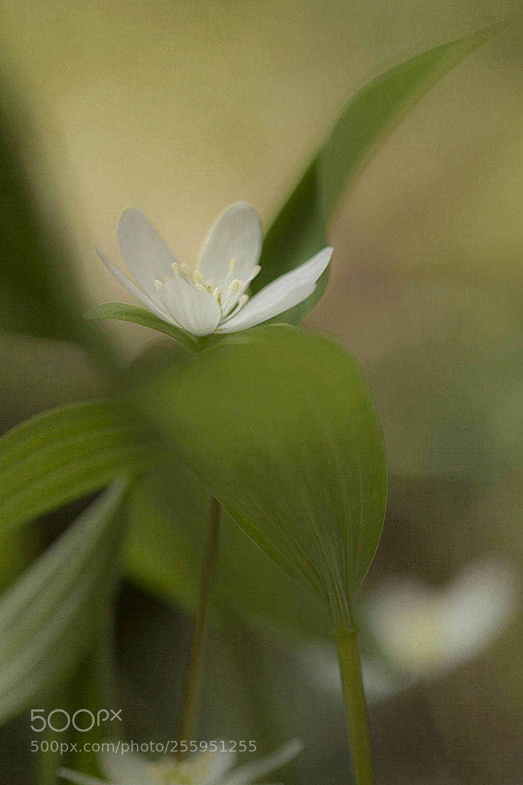 Nikon D7100 sample photo. Peaking through photography