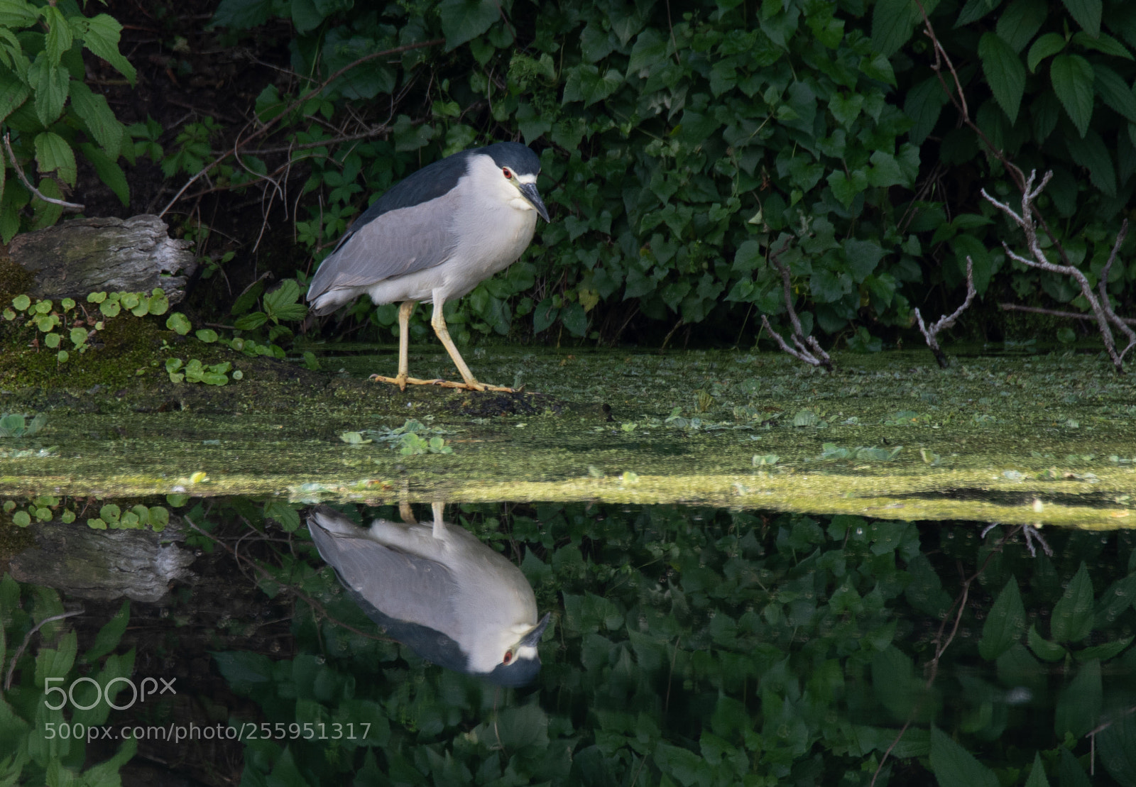 Nikon D500 sample photo. Black-crowned night heron photography