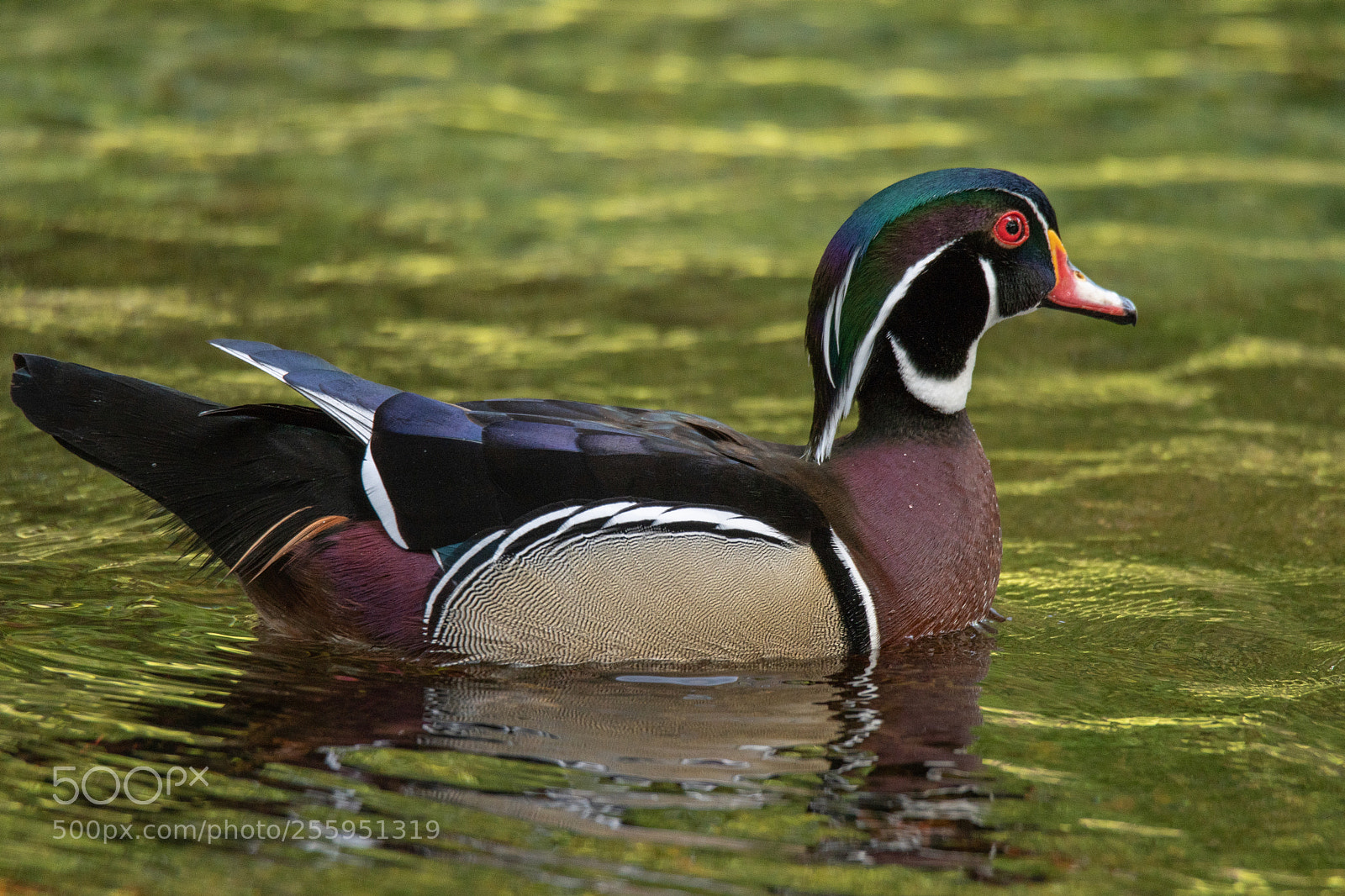Nikon D500 sample photo. Wood duck photography