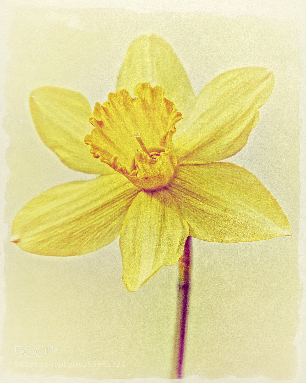 Canon EOS 5D Mark II sample photo. Yellow photography