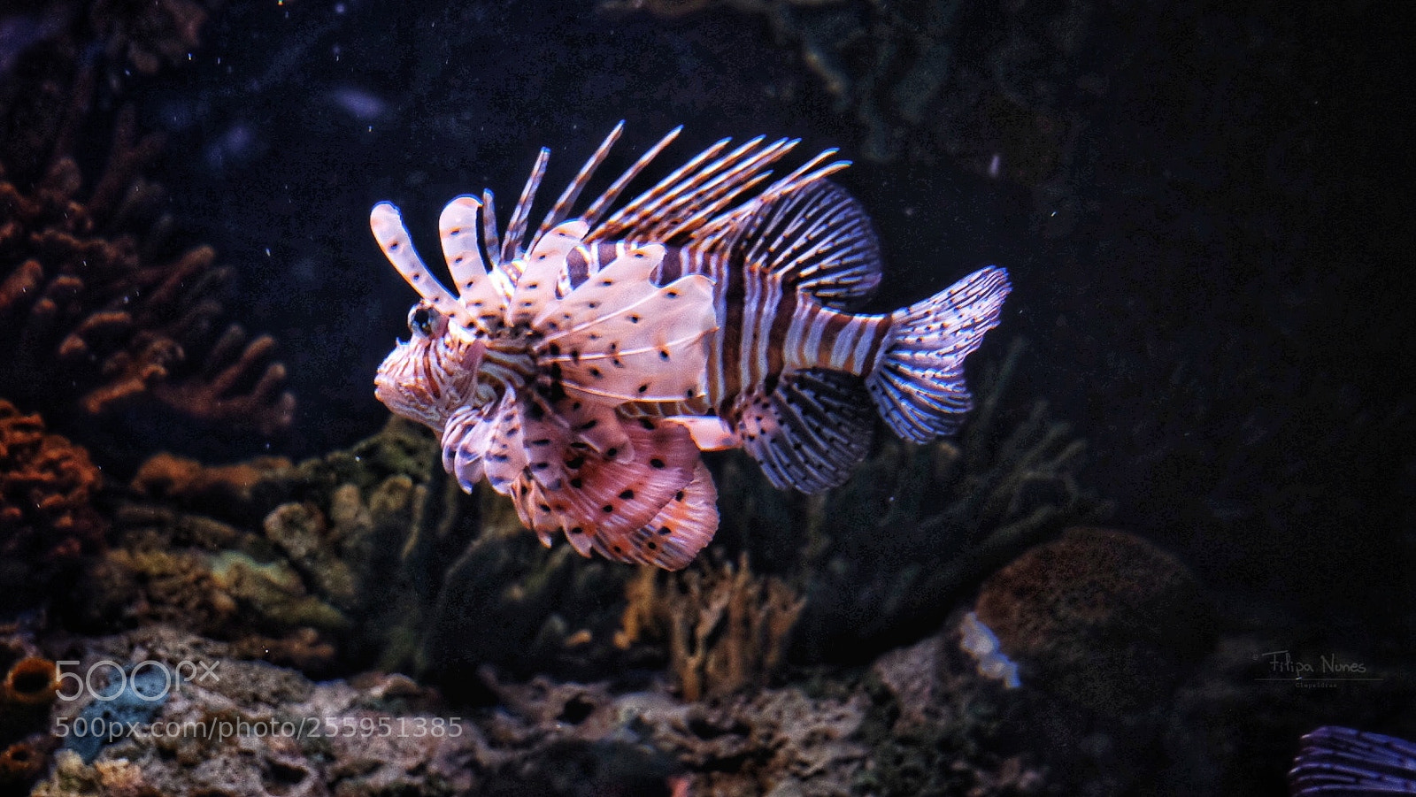 Fujifilm X-T10 sample photo. Lion fish photography