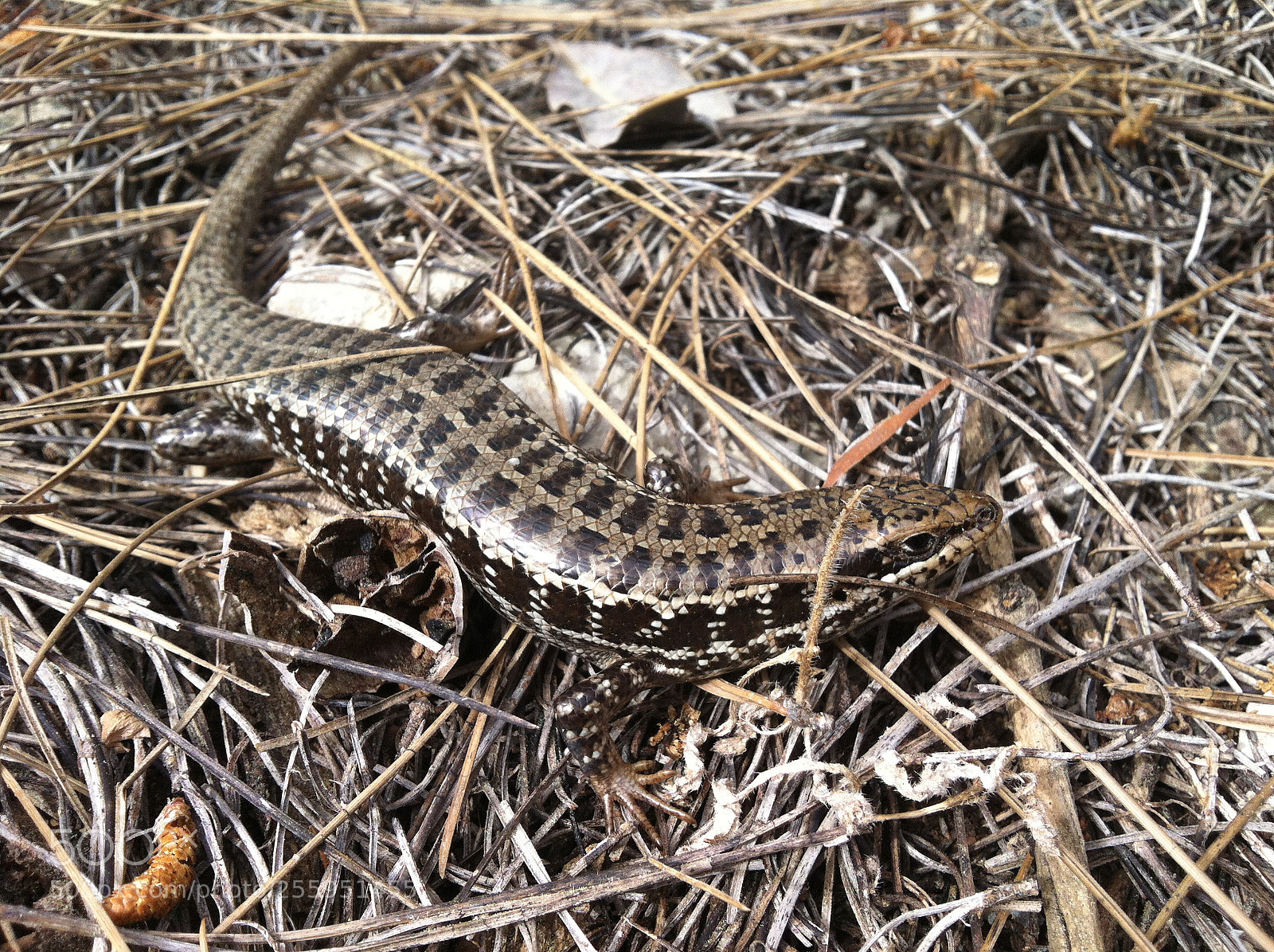 Apple iPhone 4 sample photo. Salamander in nature photography