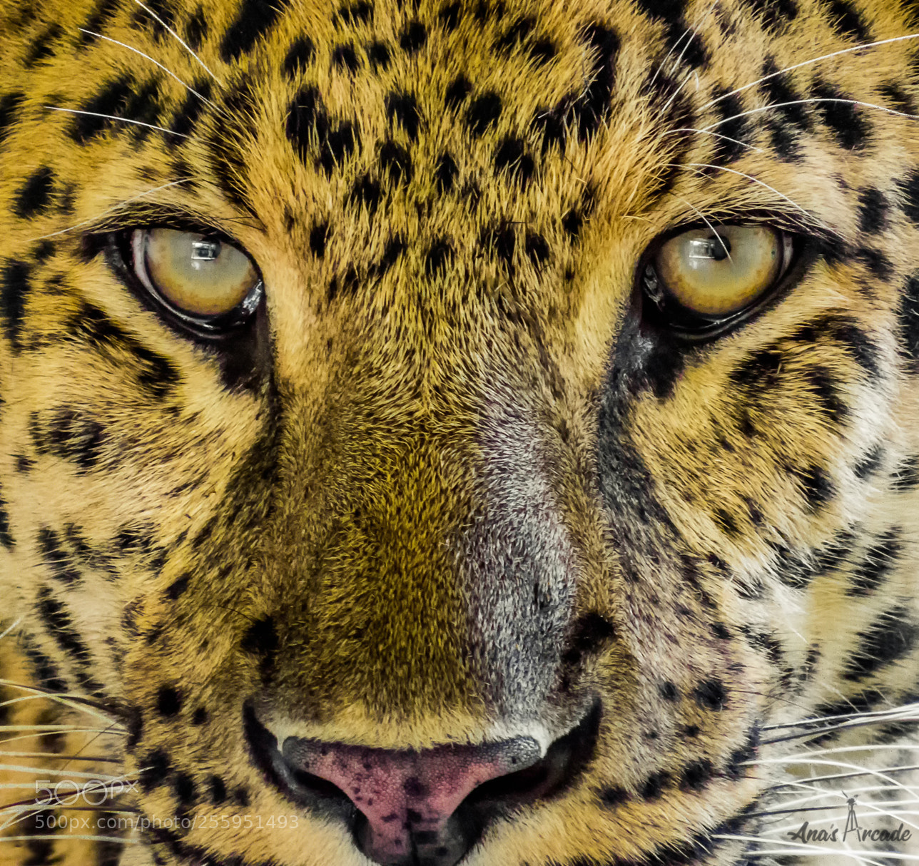 Canon PowerShot SX50 HS sample photo. Leopard portrait photography