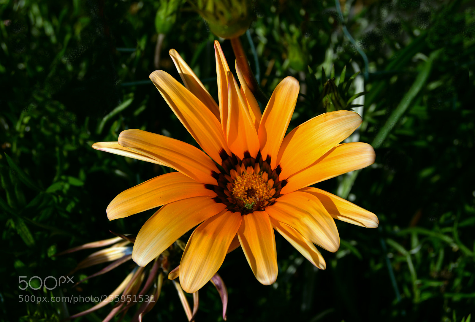 Nikon D3100 sample photo. Flor photography