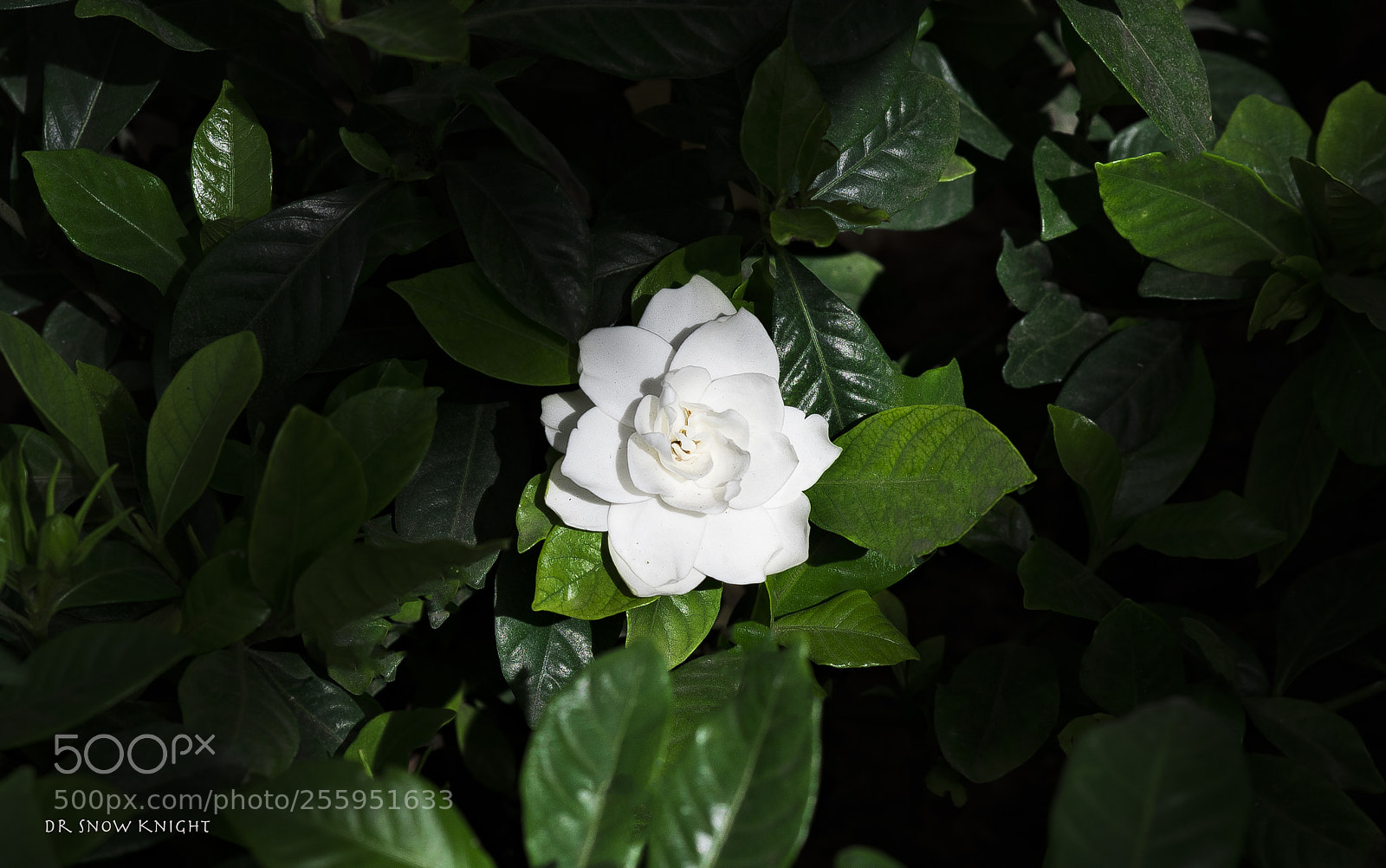 Nikon D810 sample photo. 25.jpg photography