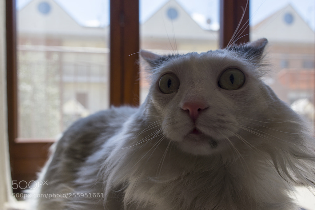 Nikon D600 sample photo. Who, me???? photography