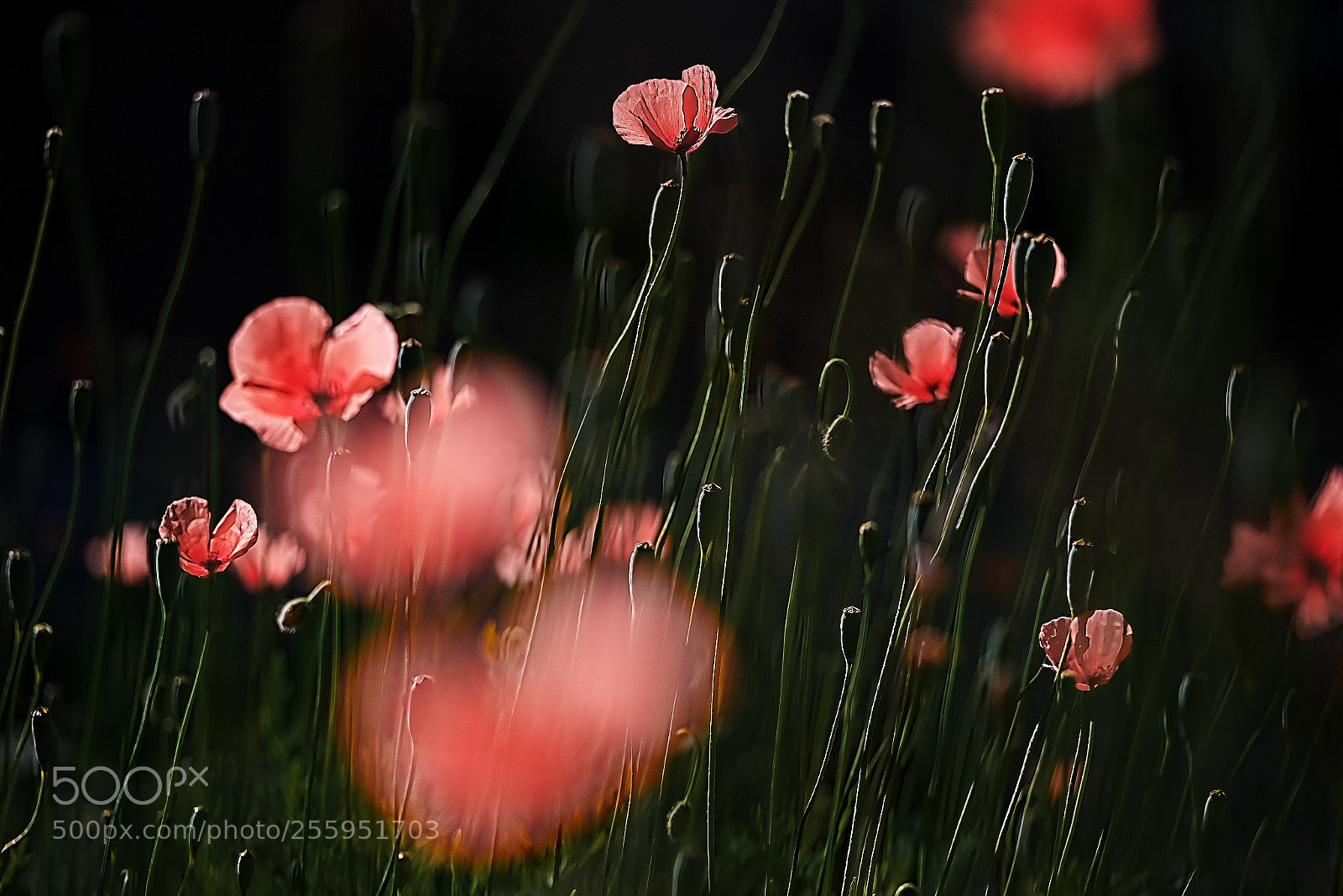 Sony a7R sample photo. Poppy photography