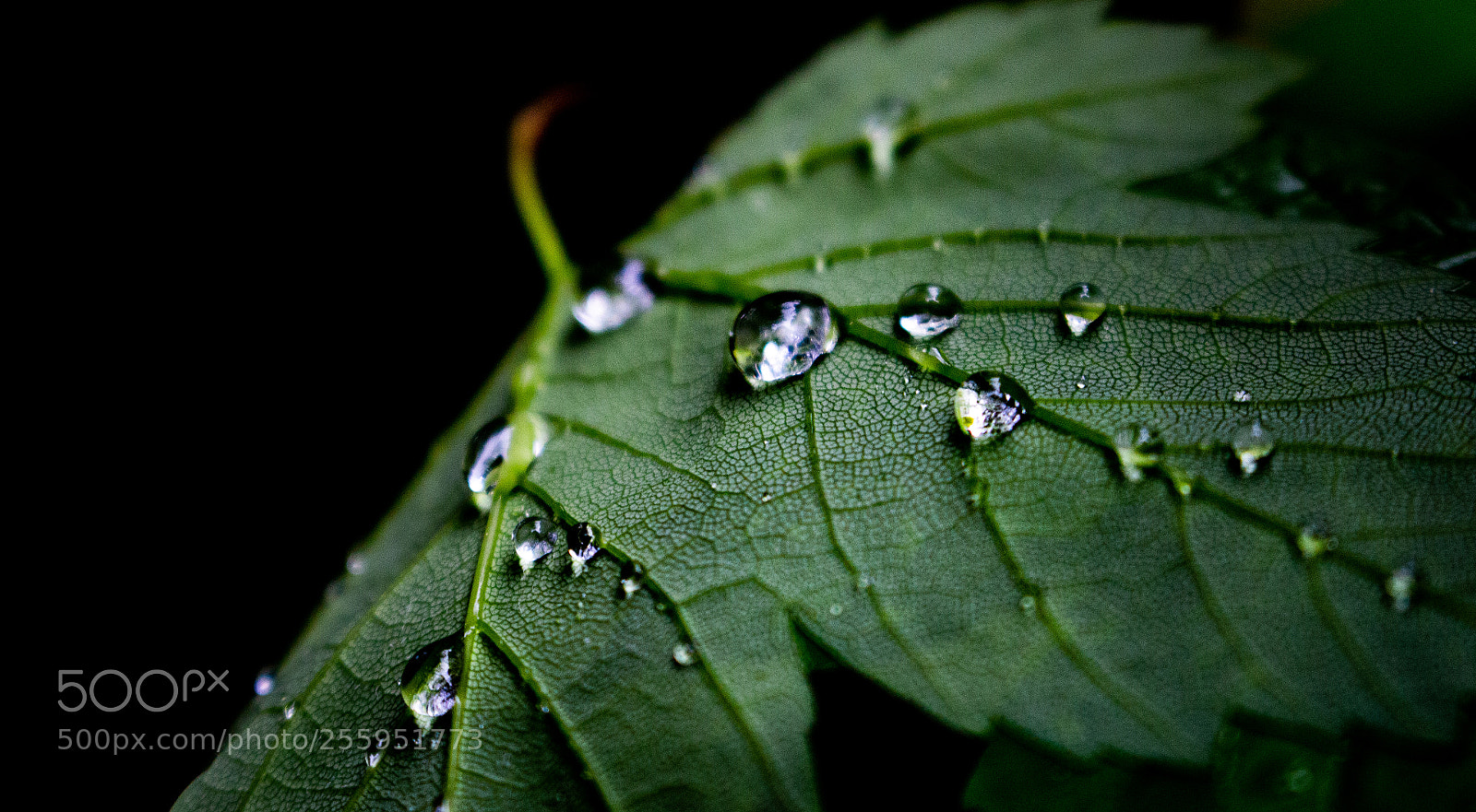 Canon EOS 700D (EOS Rebel T5i / EOS Kiss X7i) sample photo. Leaf photography
