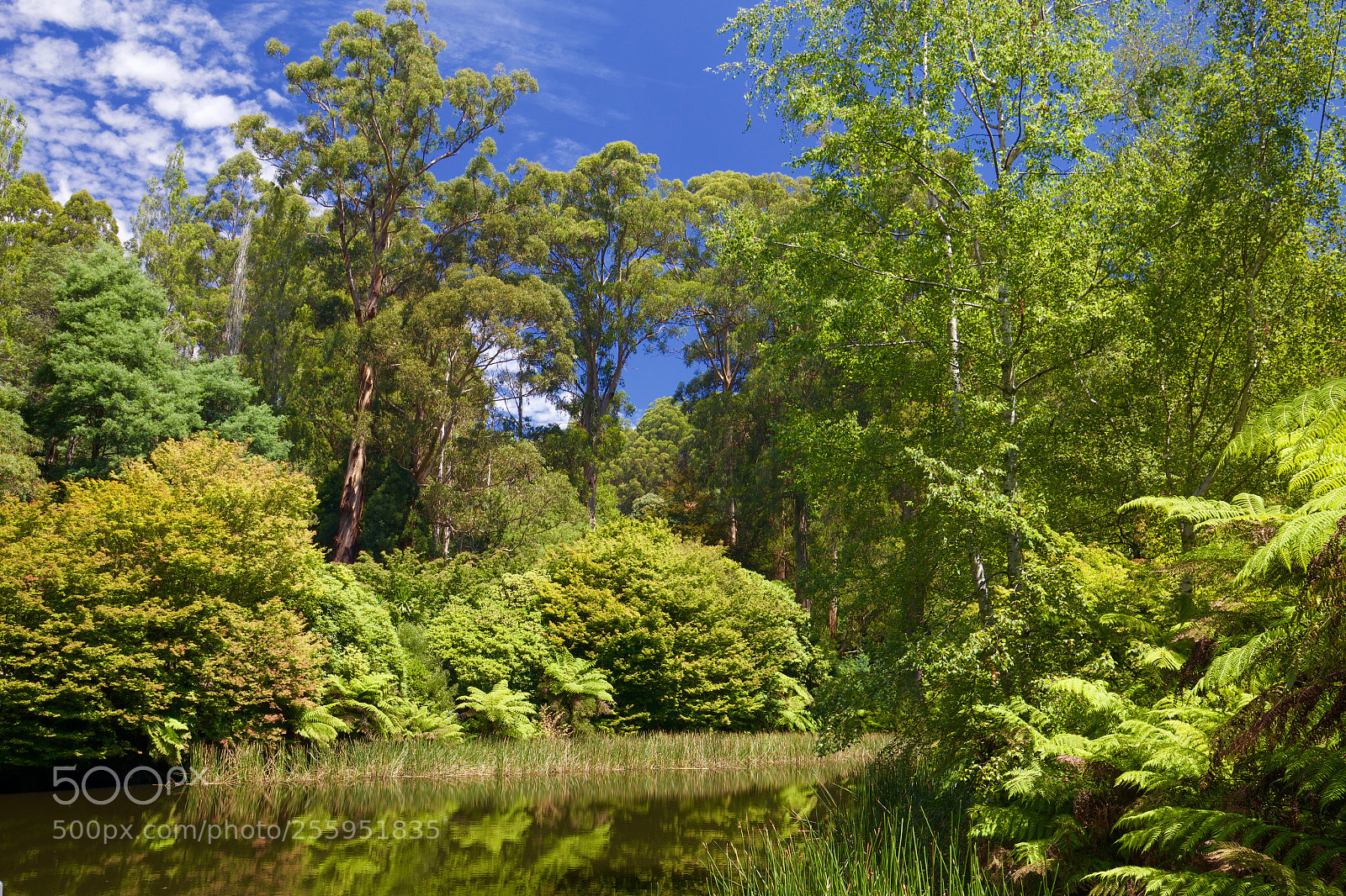 Canon EOS 6D sample photo. Dandenongs botanical gardens photography