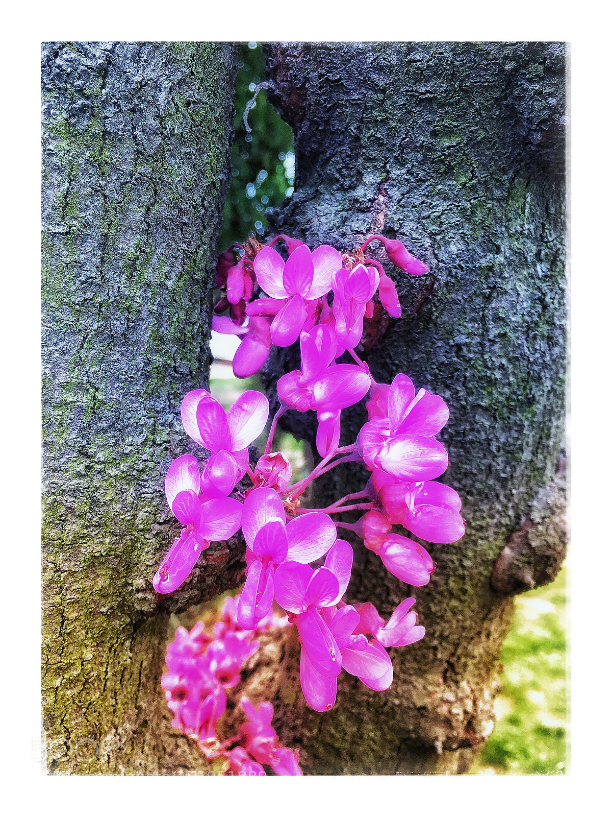 Apple iPhone 6s sample photo. Untitled photography