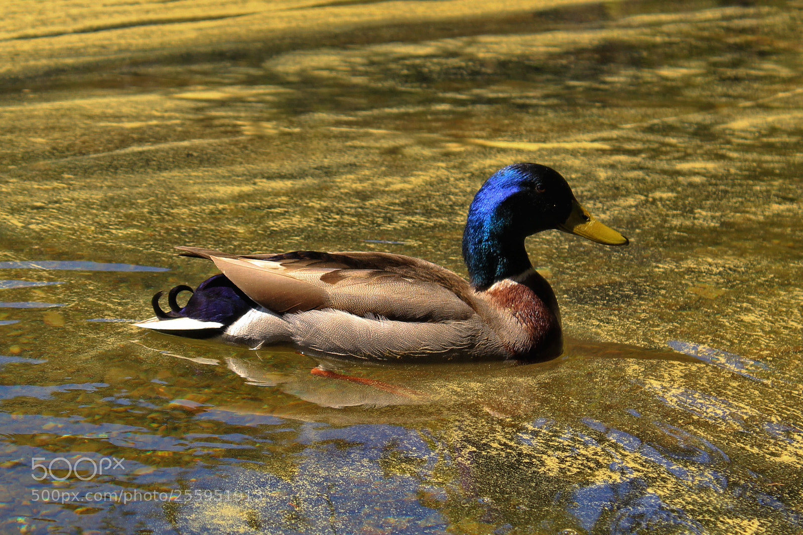 Canon EOS 1200D (EOS Rebel T5 / EOS Kiss X70 / EOS Hi) sample photo. Pan kačer photography