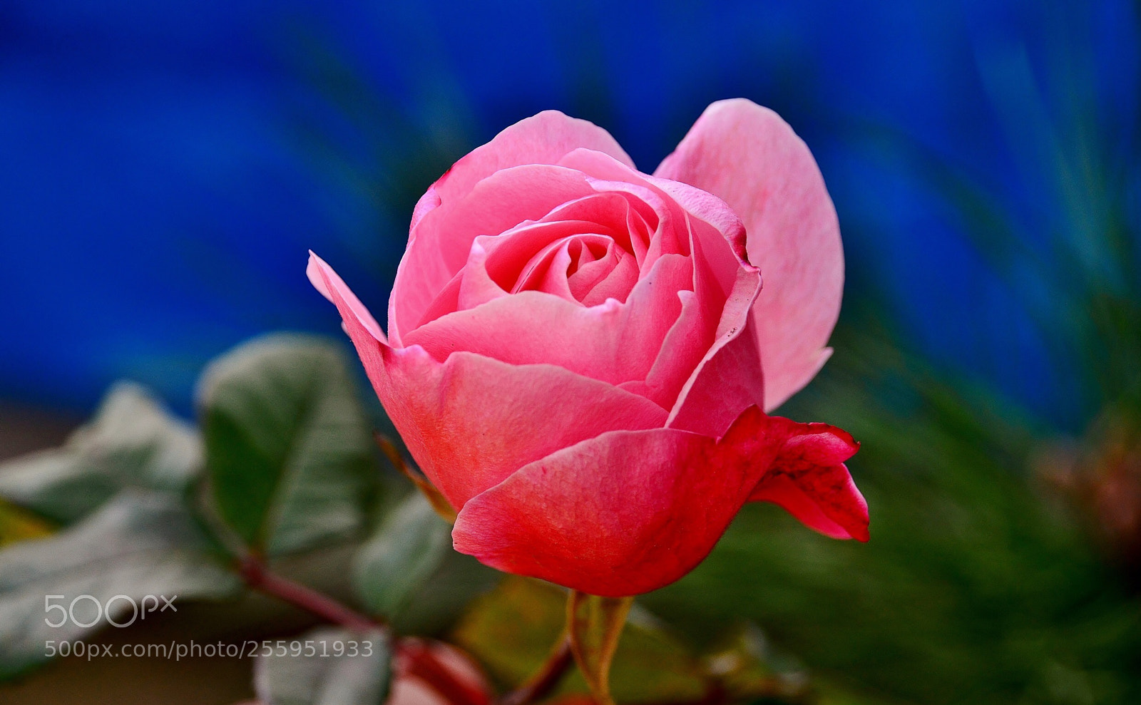 Nikon D7000 sample photo. Feelings... photography