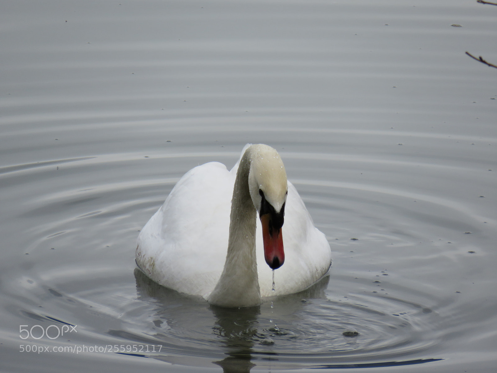 Canon PowerShot SX540 HS sample photo. Swan lake photography