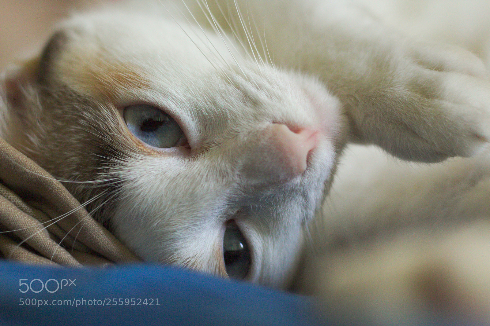 Canon EOS 700D (EOS Rebel T5i / EOS Kiss X7i) sample photo. Modeling for new lenses photography