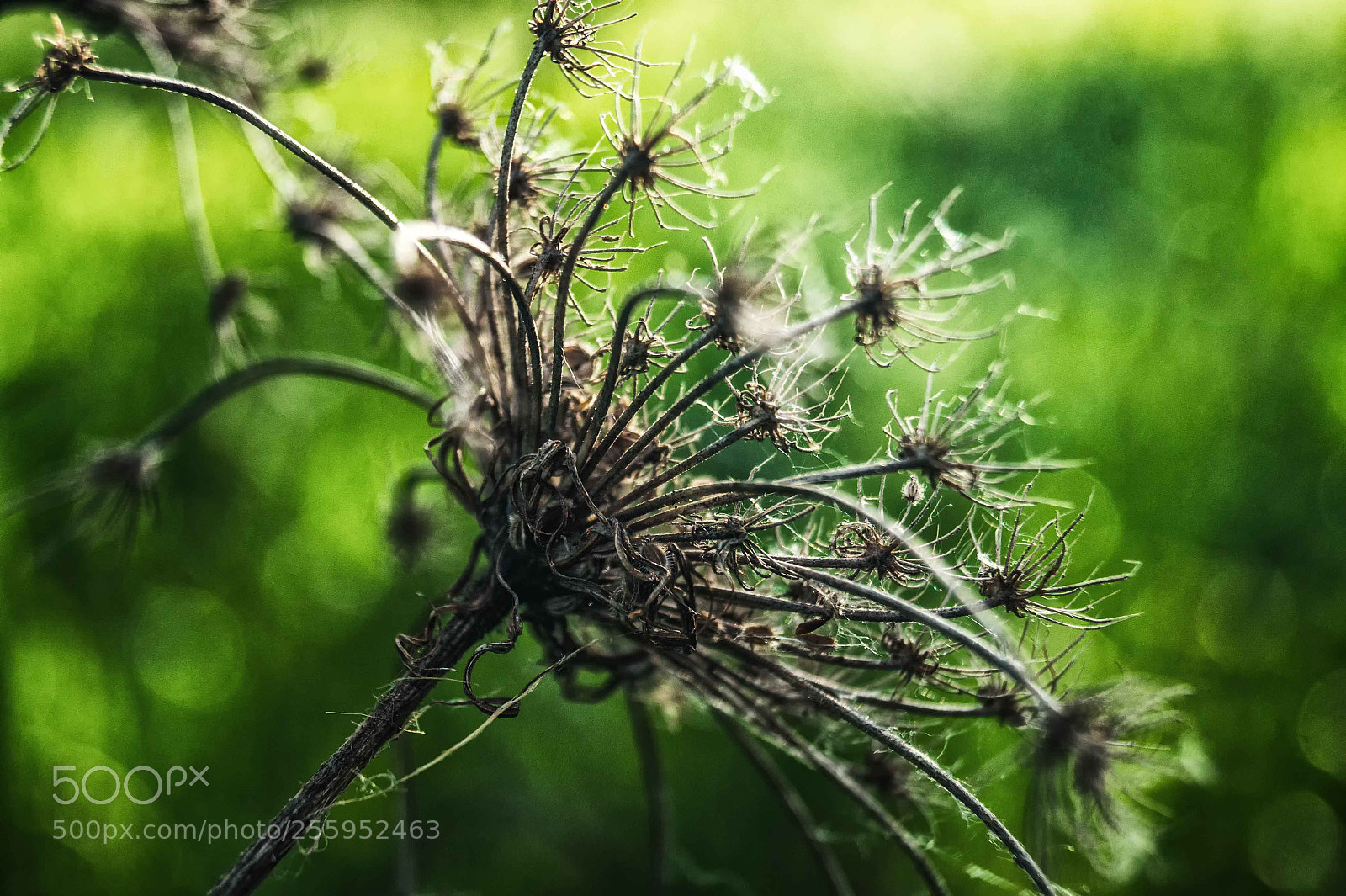 Sony SLT-A58 sample photo. Braid photography