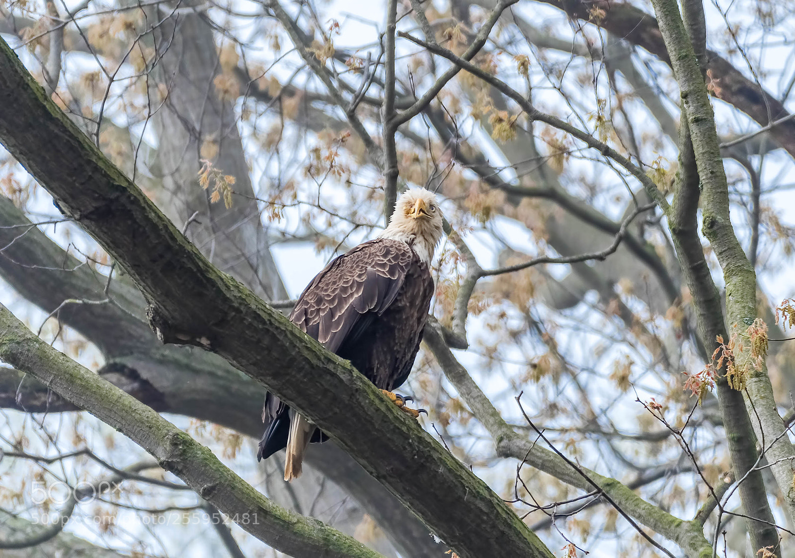 Nikon D500 sample photo. Blind eagle photography